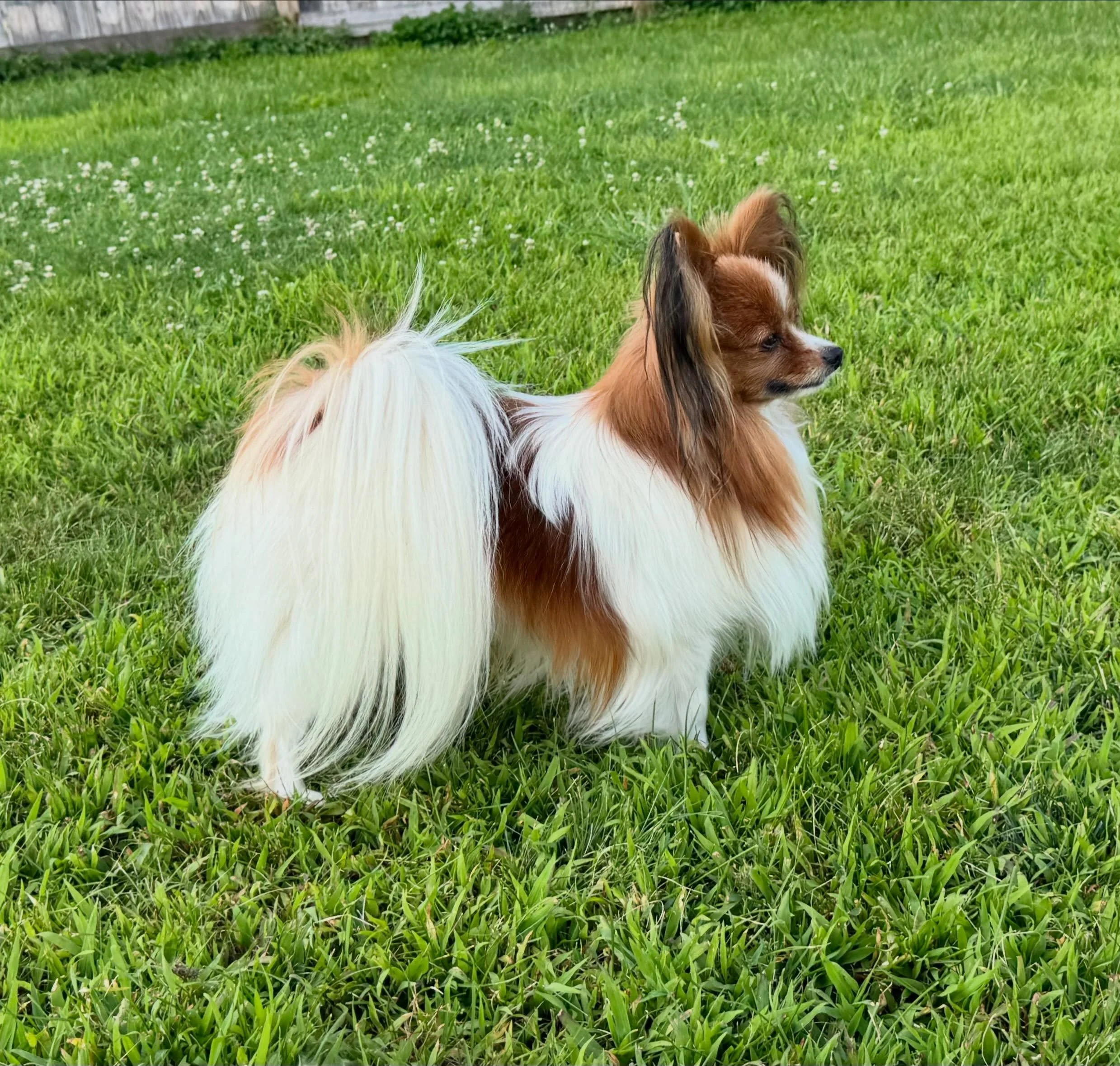 Luciano enjoys the evening #papillon #papillonlife #papillonlove #papillons #doglife