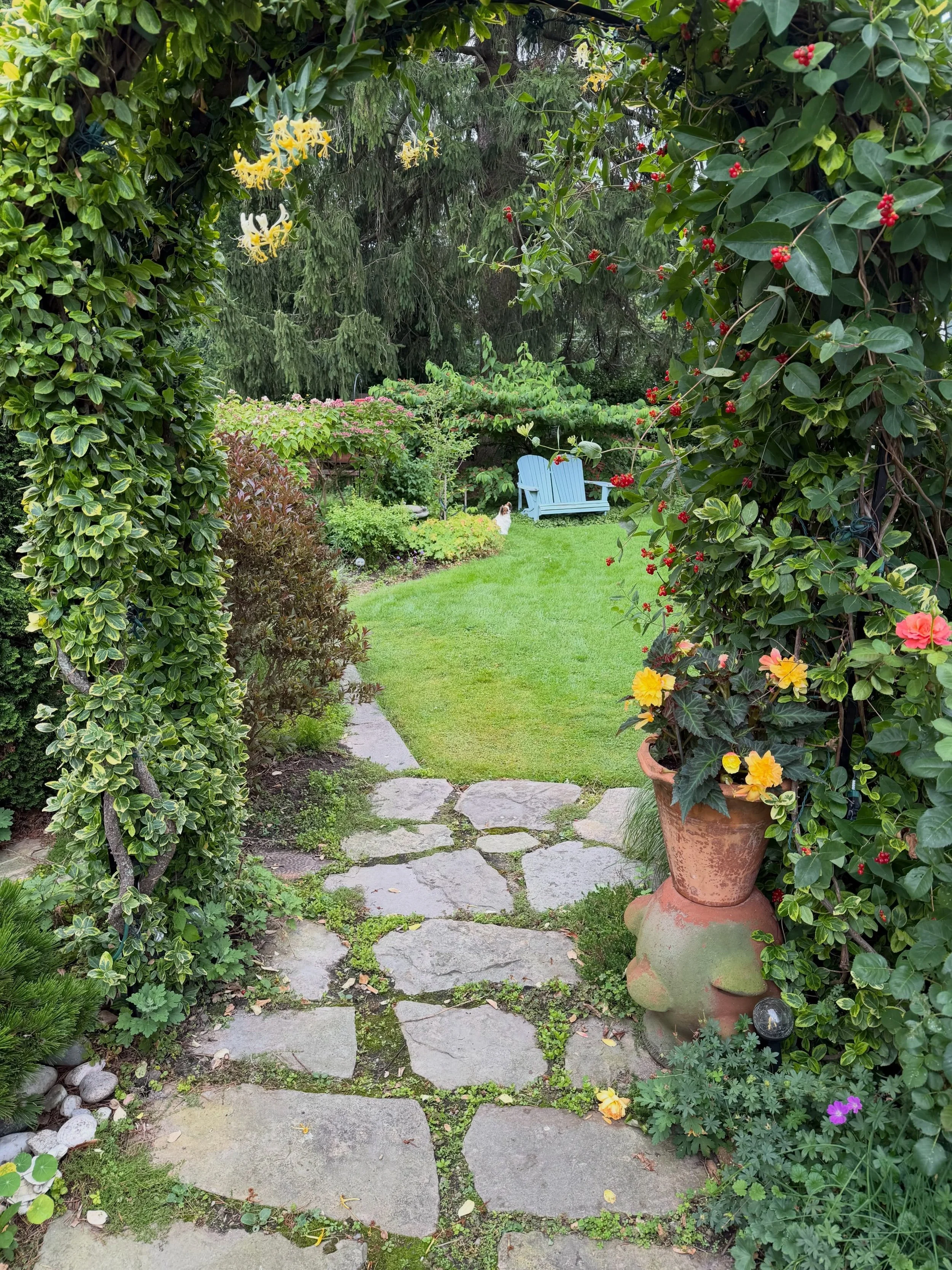 Another of Tuike in my mom&rsquo;s beautiful garden. She did all of the garden at my home too, and lots of visitors admire it #papillon #papillons #papillonlove #papillondog #garden