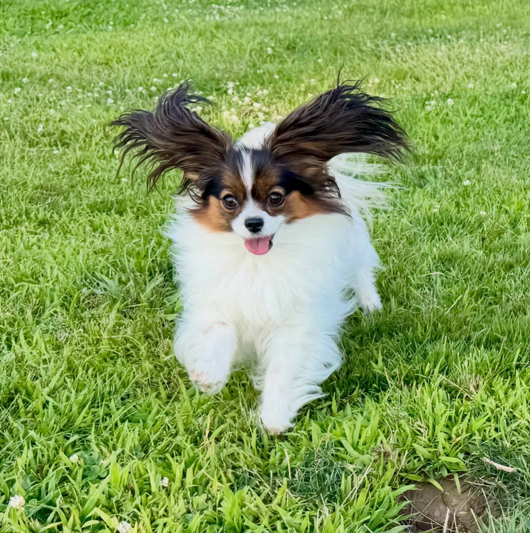 Pallu wings #papillon #papillons #papillonlove #dogsofinstagram #doglovers