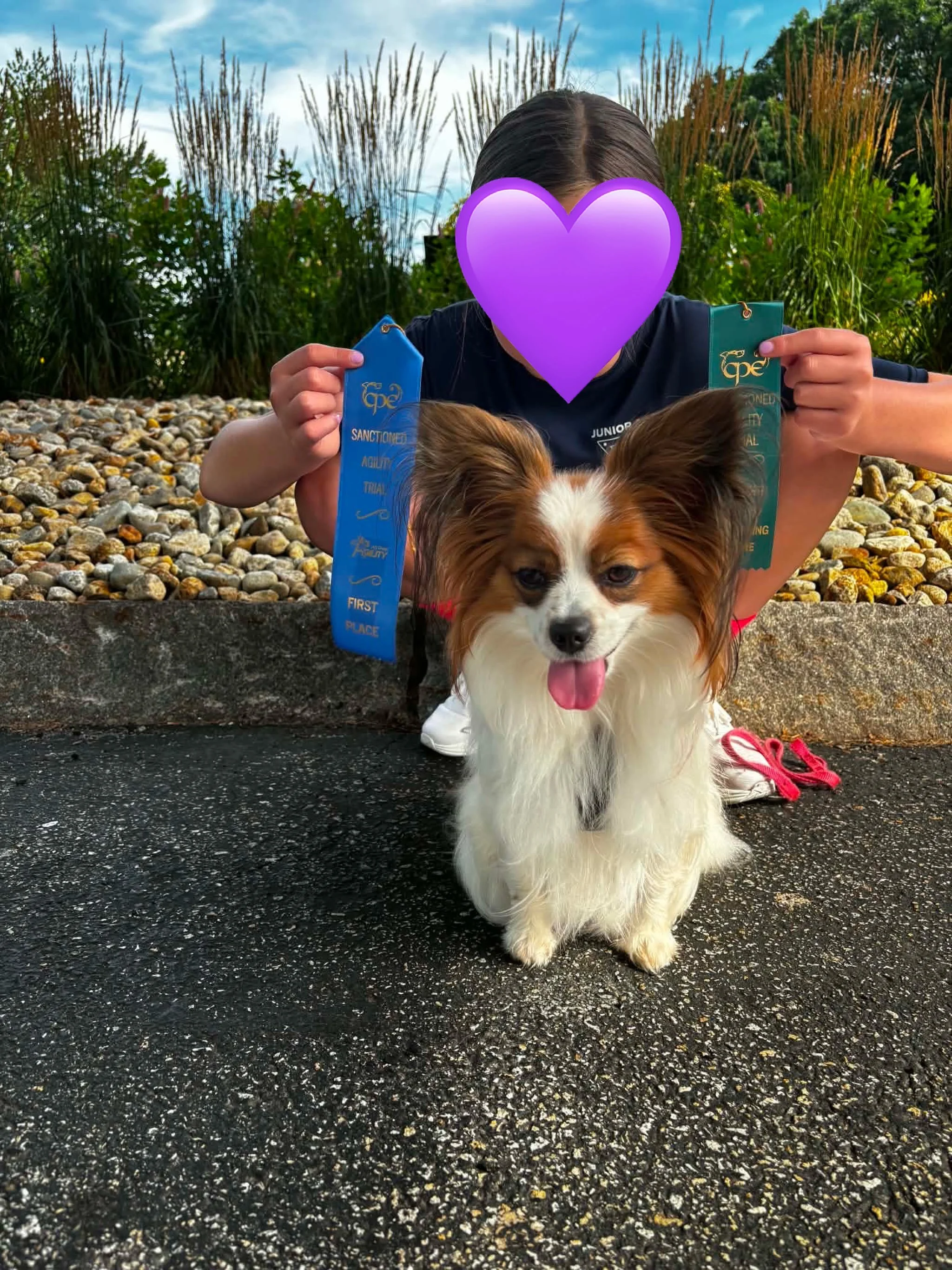 Two girls enjoying agility together!! Very good job ladies #papillon #papillons #papillonlove