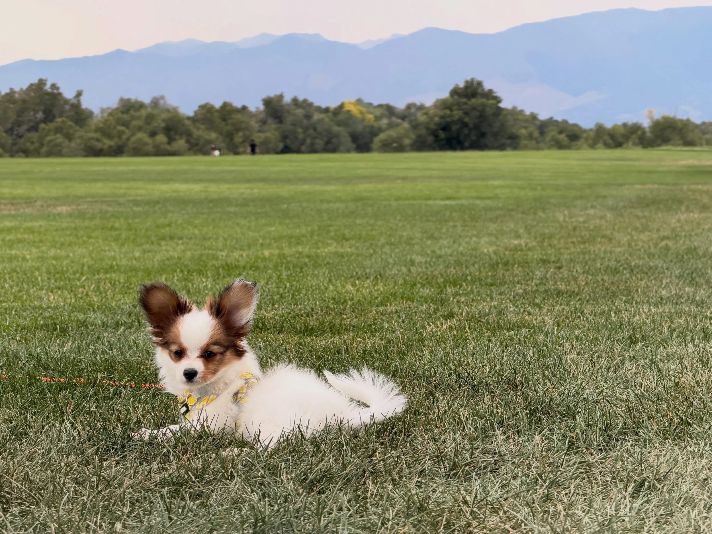 &ldquo;Boogie&rdquo; is acquitting himself tolerably well in Colorado, I hear #papillon #papillons #papillonlove #puppy #papillonpuppy