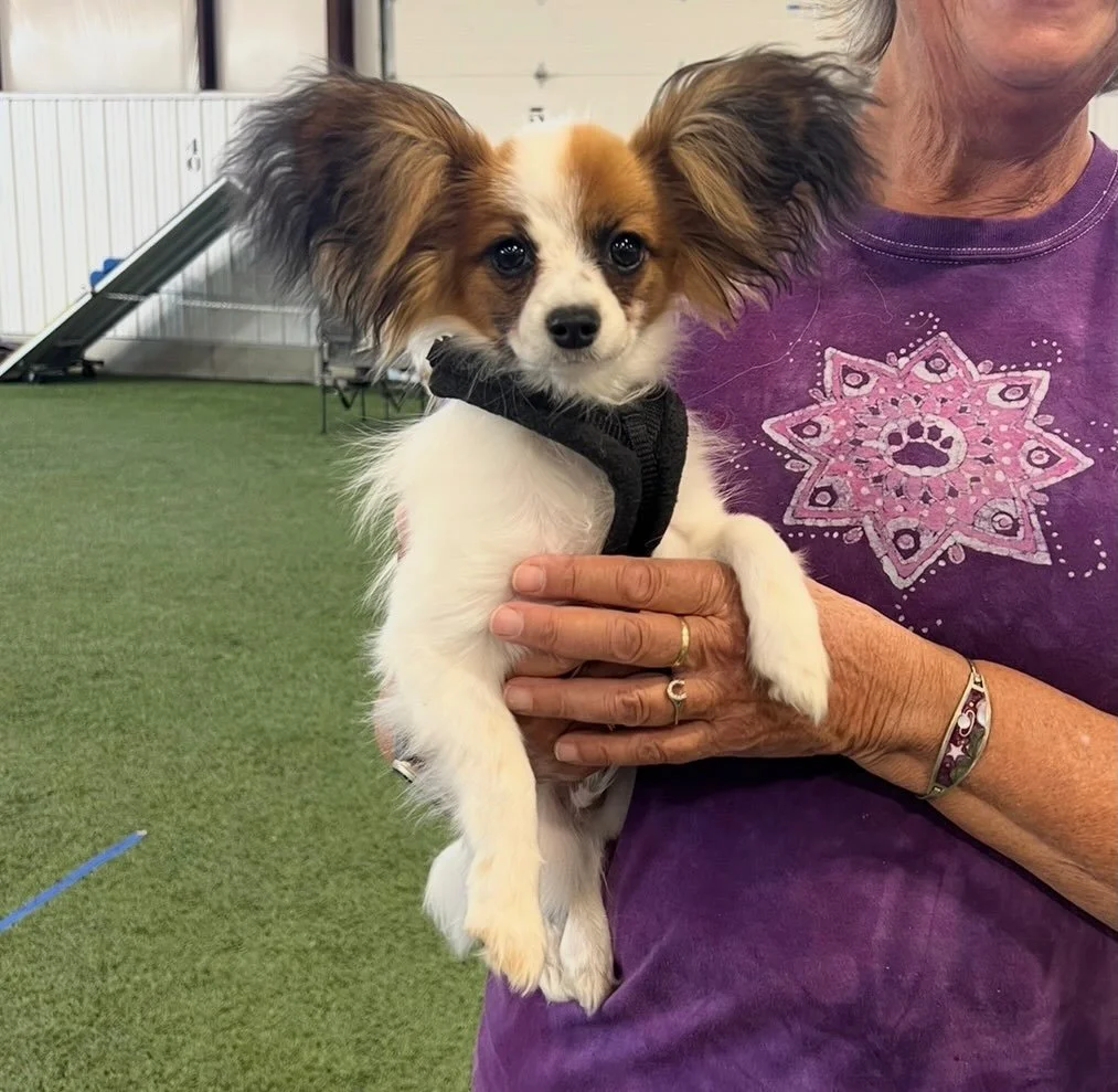 Baby Jack watching an agility trial today with his owner and another of my owners there too (I have the best owners) 🥰 #papillon #papillons #papillonlove #papillonpuppy #agilitydogs