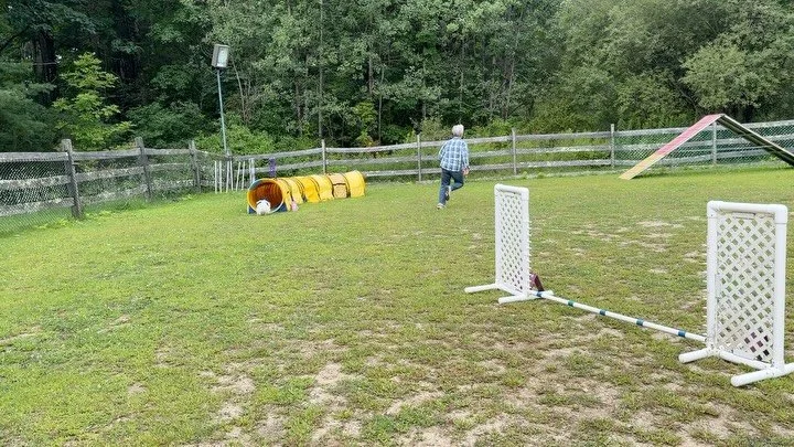 Some videos of Sue and Chris running agility with Daisy and Clover 🤗