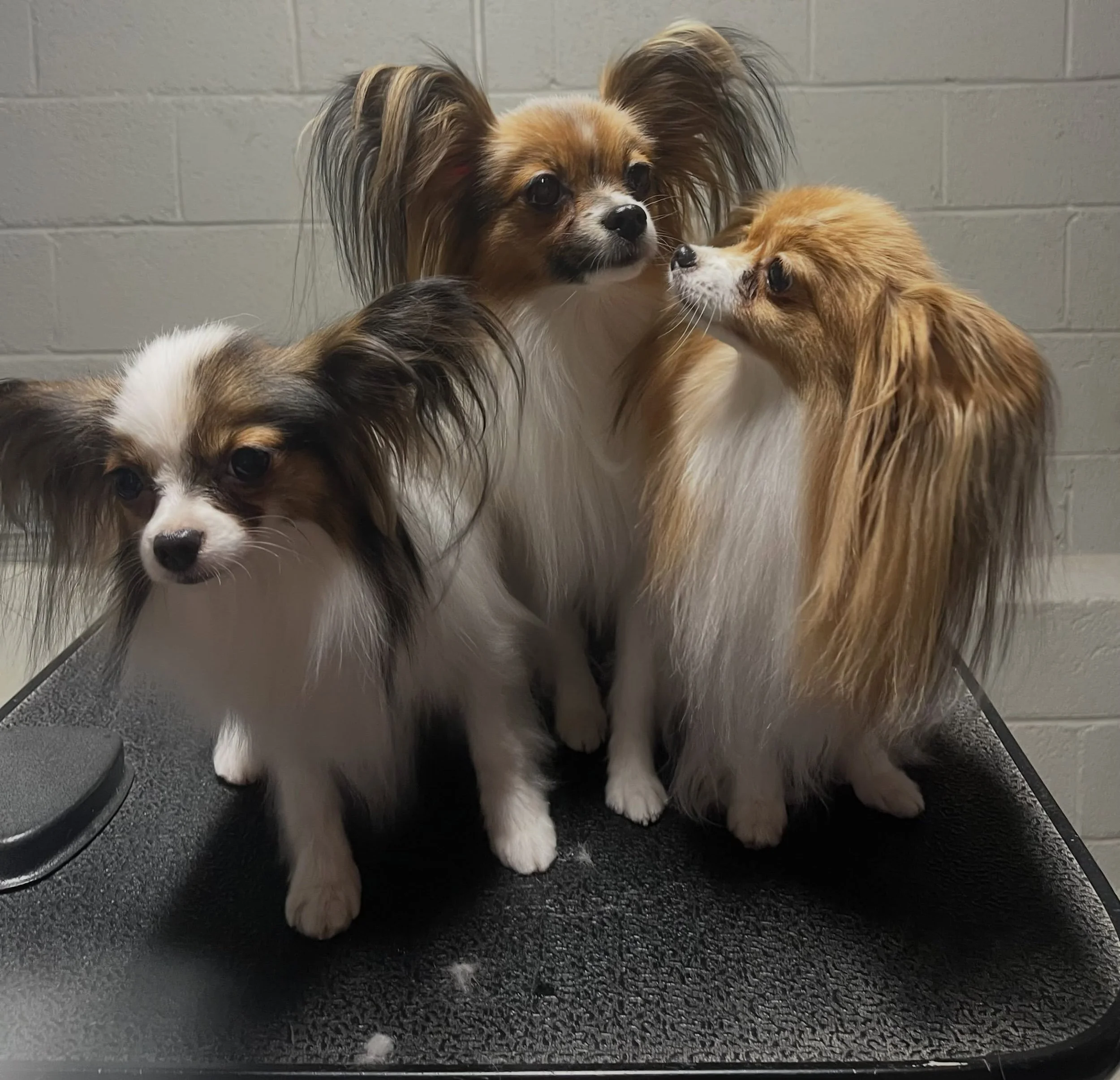 Cindy sent me pictures of Bonnie, Ethel and Lucy after grooming 🥰 #papillon #papillons #papillonlife #papillonlove #puppylove