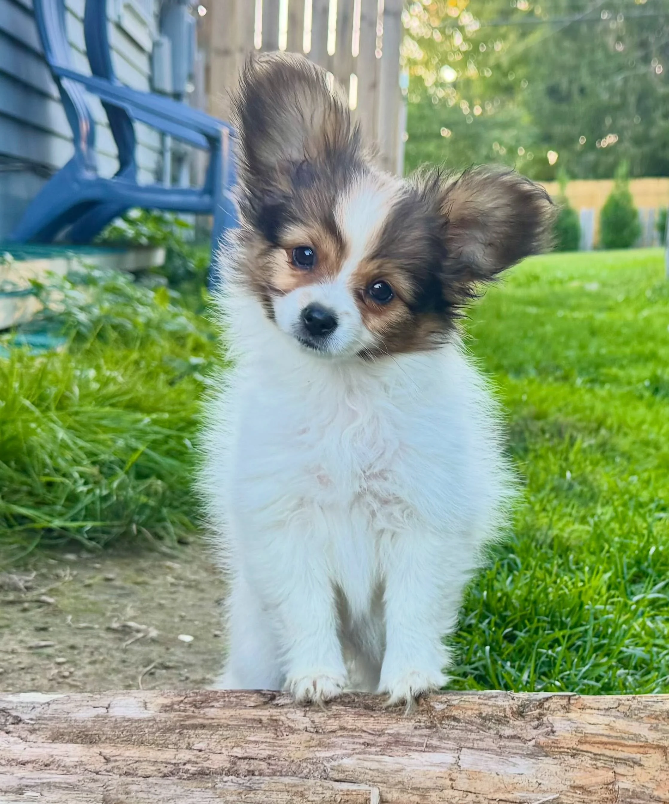 Got lucky with this picture 😂 it&rsquo;s totally going to be stolen by scammers #papillon #papillons #papillonpuppy #papillonlove #papillonsofinstagram