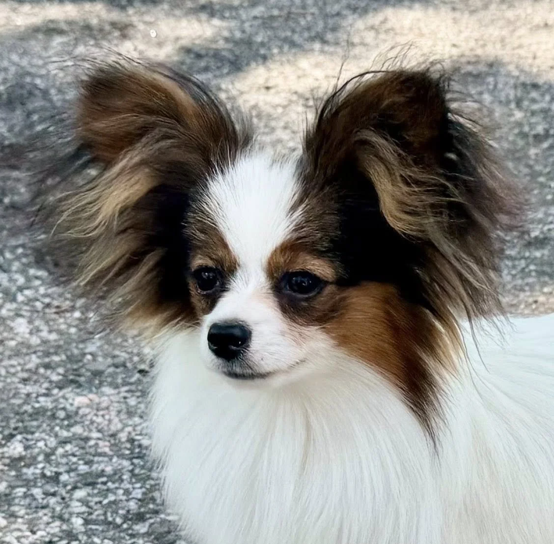 sophy.jpg
