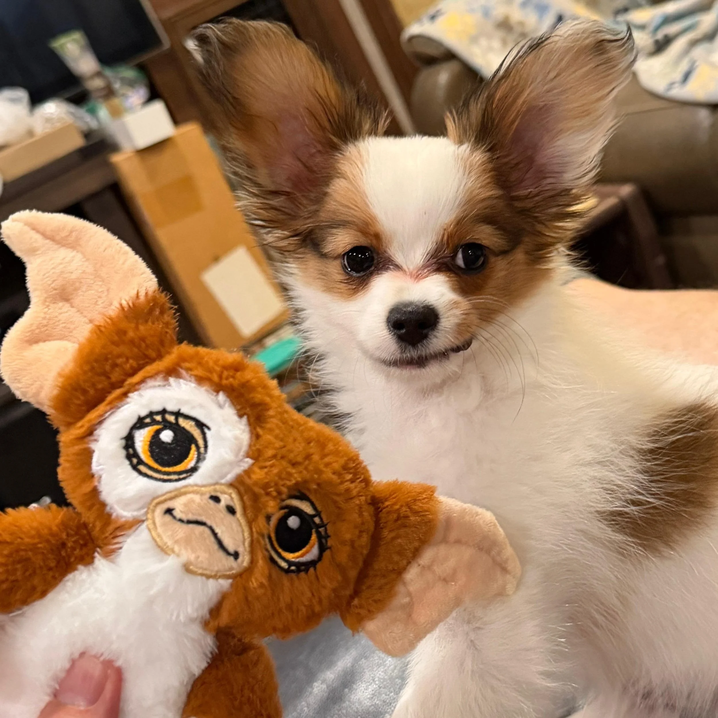 Boogie&rsquo;s good side&hellip; prepare for part 2, his dark side. Next post lol #papillon #papillons #papillonlove #papillonlife #papillonpuppy