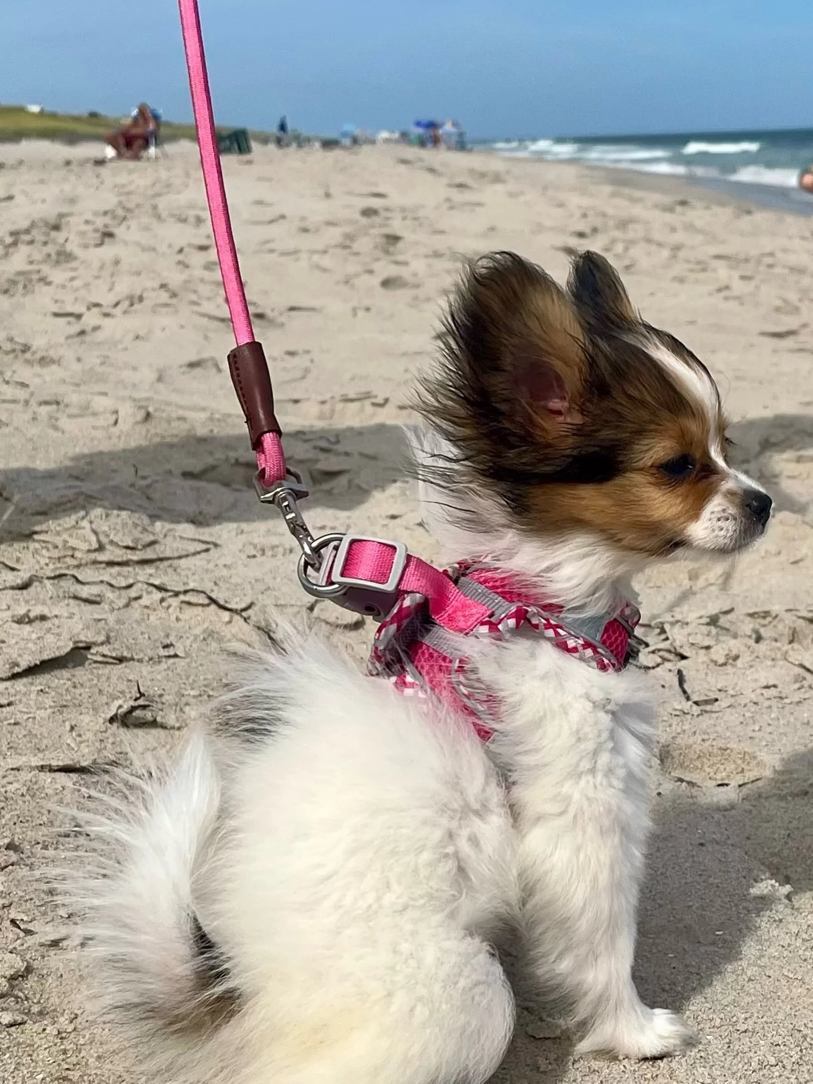 I&rsquo;m having a good summer. :) My puppies are enjoying their new lives, I&rsquo;m halfway through with replacing my deck by hand, and I just got promoted to lead software engineer :) :) Doing it all! #papillon #papillons #papillonlove #papillondo