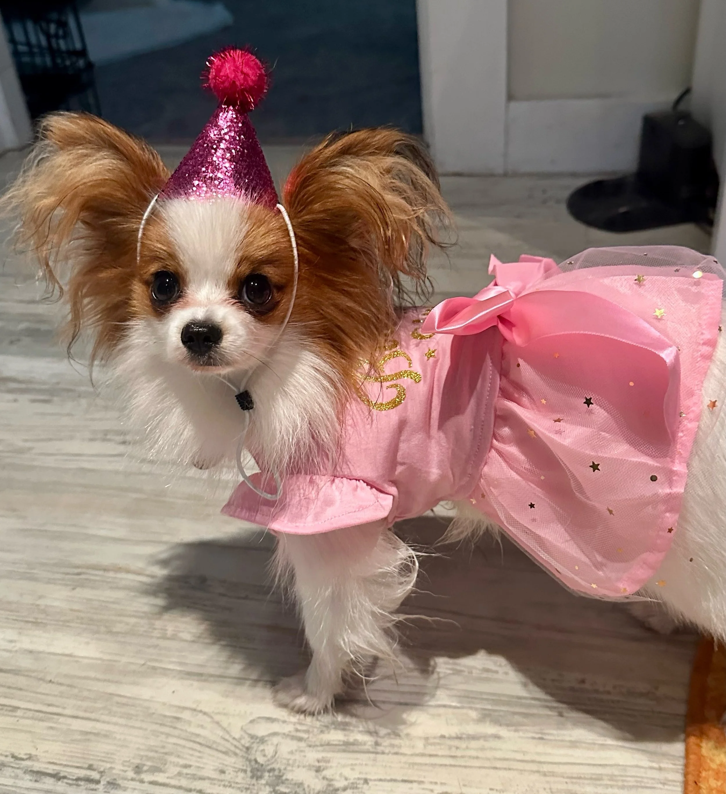 Ew #papillon #papillons #papillonlove #papillonpuppy #puppylove