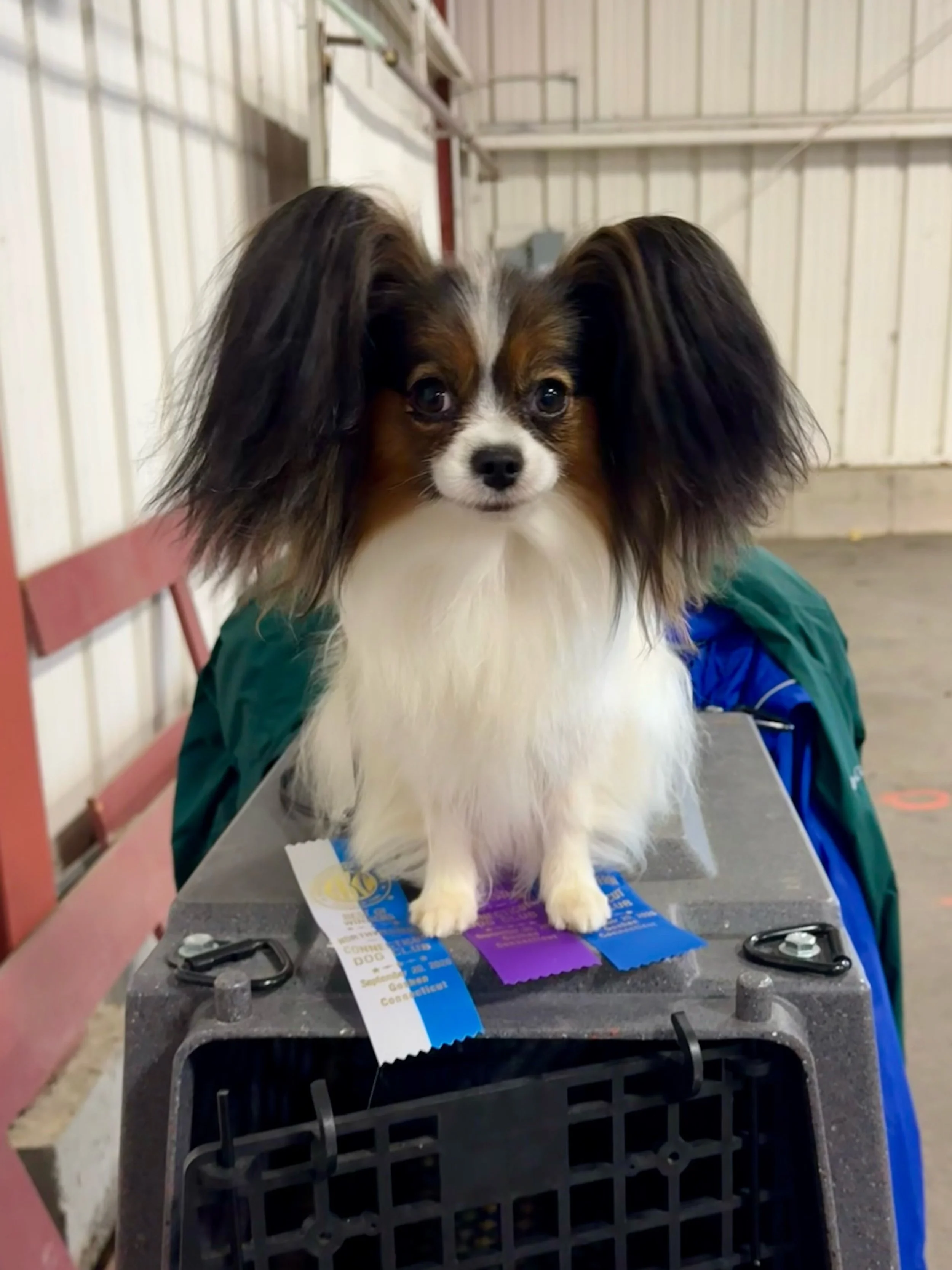 Best of Winners for Pallu today under judge Michael J Woods :) #papillon #papillons #papillonlife #papillondog #papillonlove