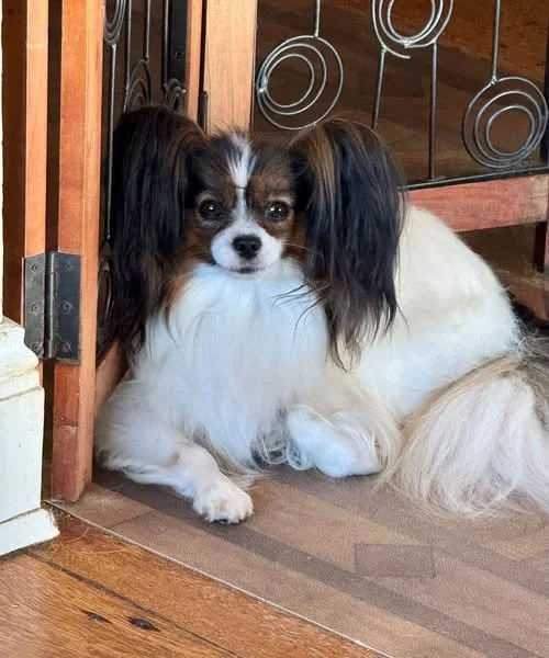 Females — Sablewings Papillons