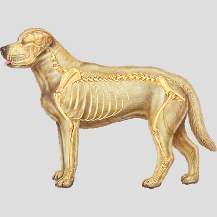 Functions of The Dog's Skeleton and How Massage Helps. — Home Counties  Clinical Canine Massage Therapy