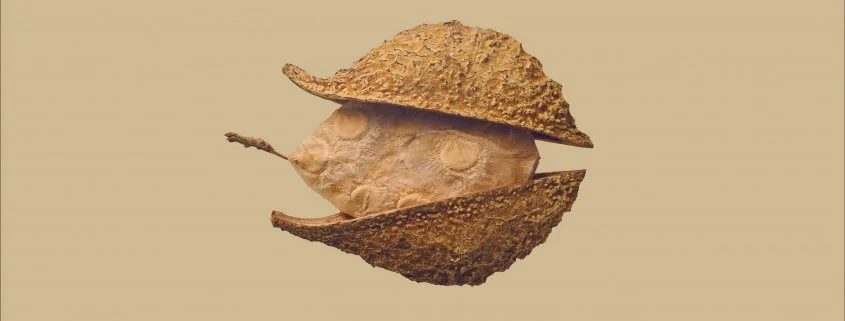 Dunedin Consort: Haydn Symphonies