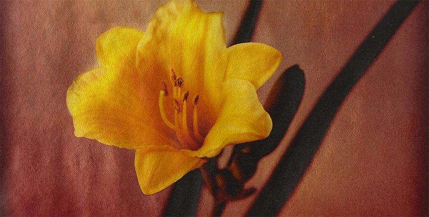 daylily_detail.jpg