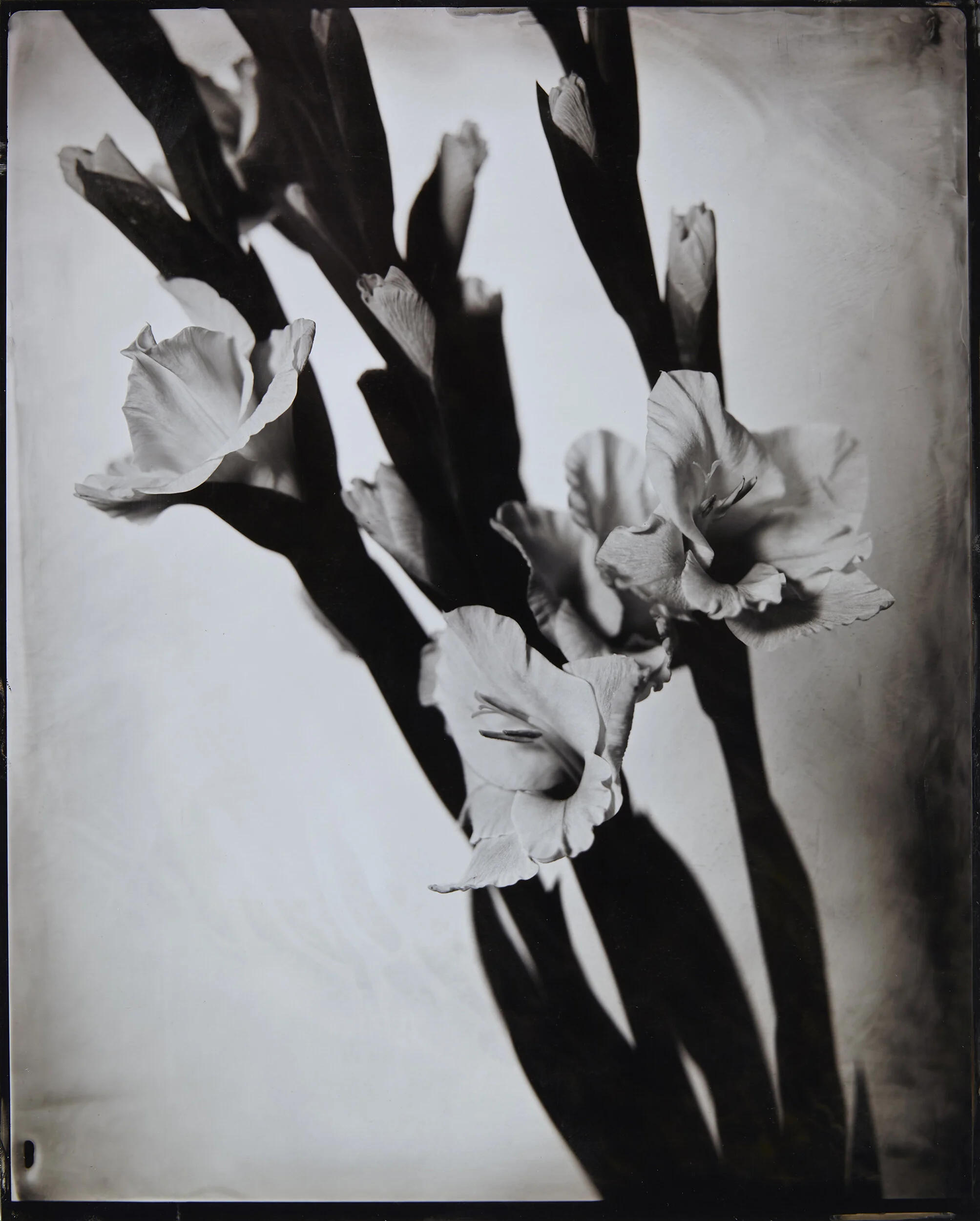 Gladiola tintype.jpg