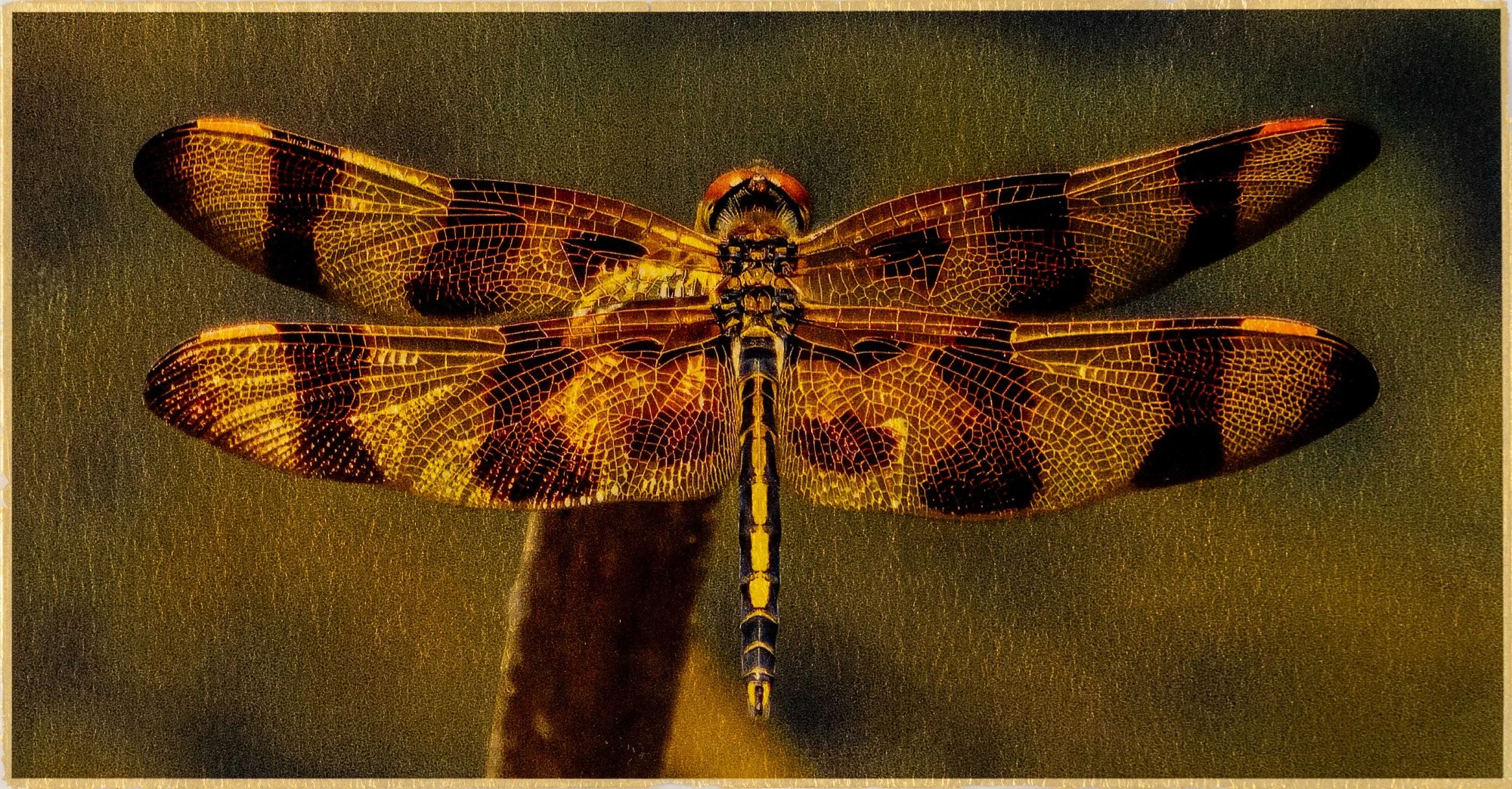 photograph of a dragonfly that has been gold gilded
