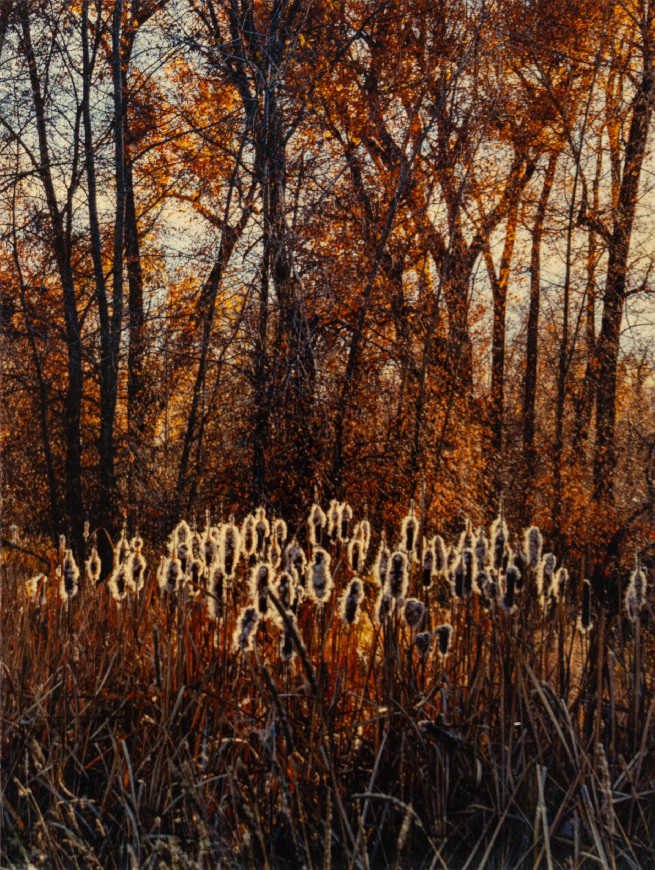 Bourne_cattails.jpg