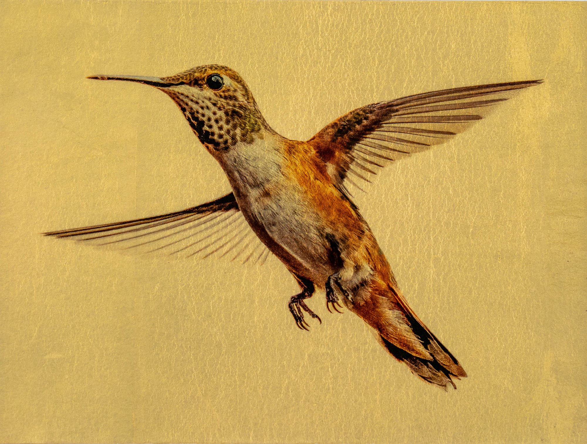 Bourne_hummingbird.jpg