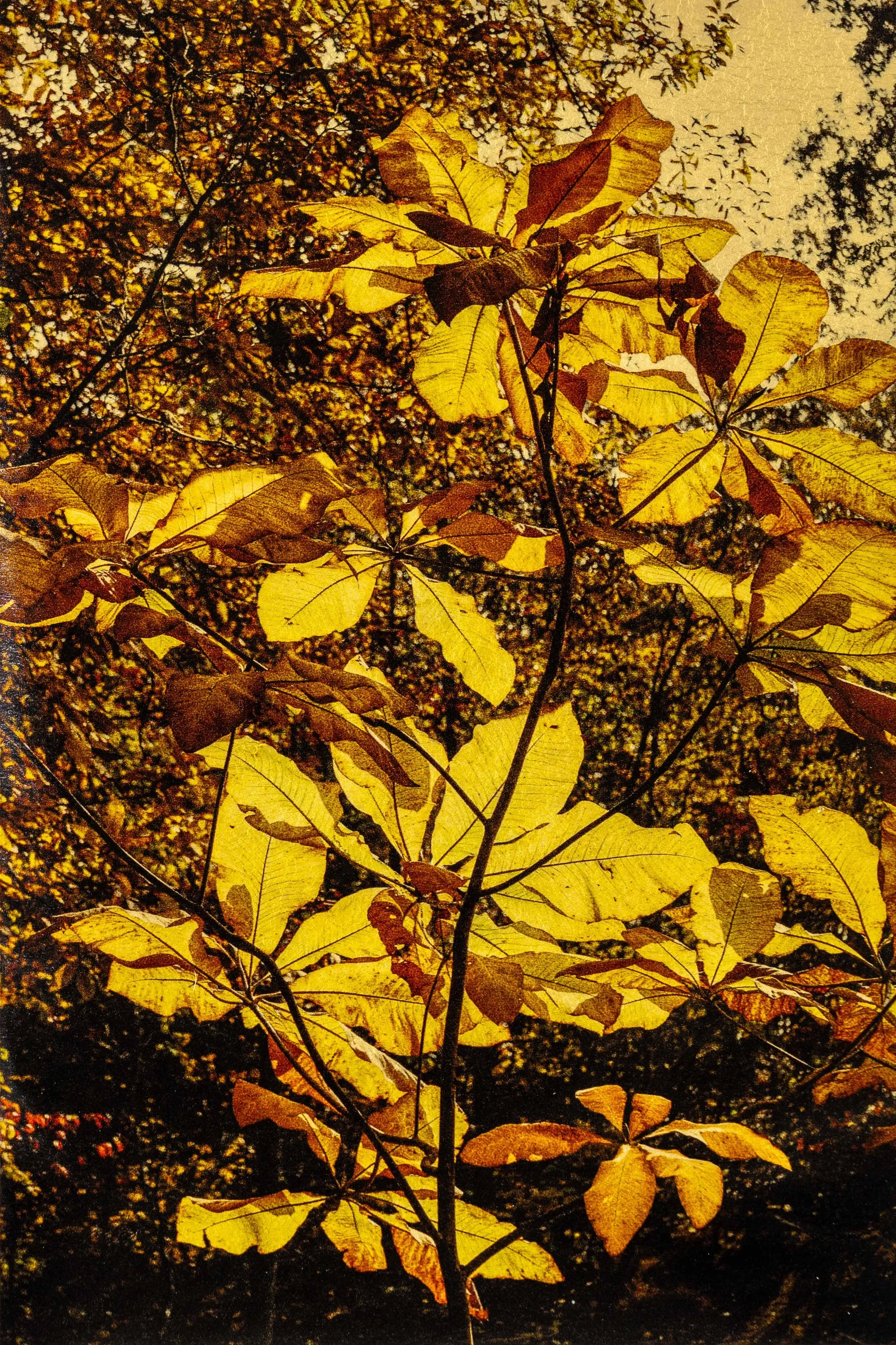 Bourne_leaves.jpg