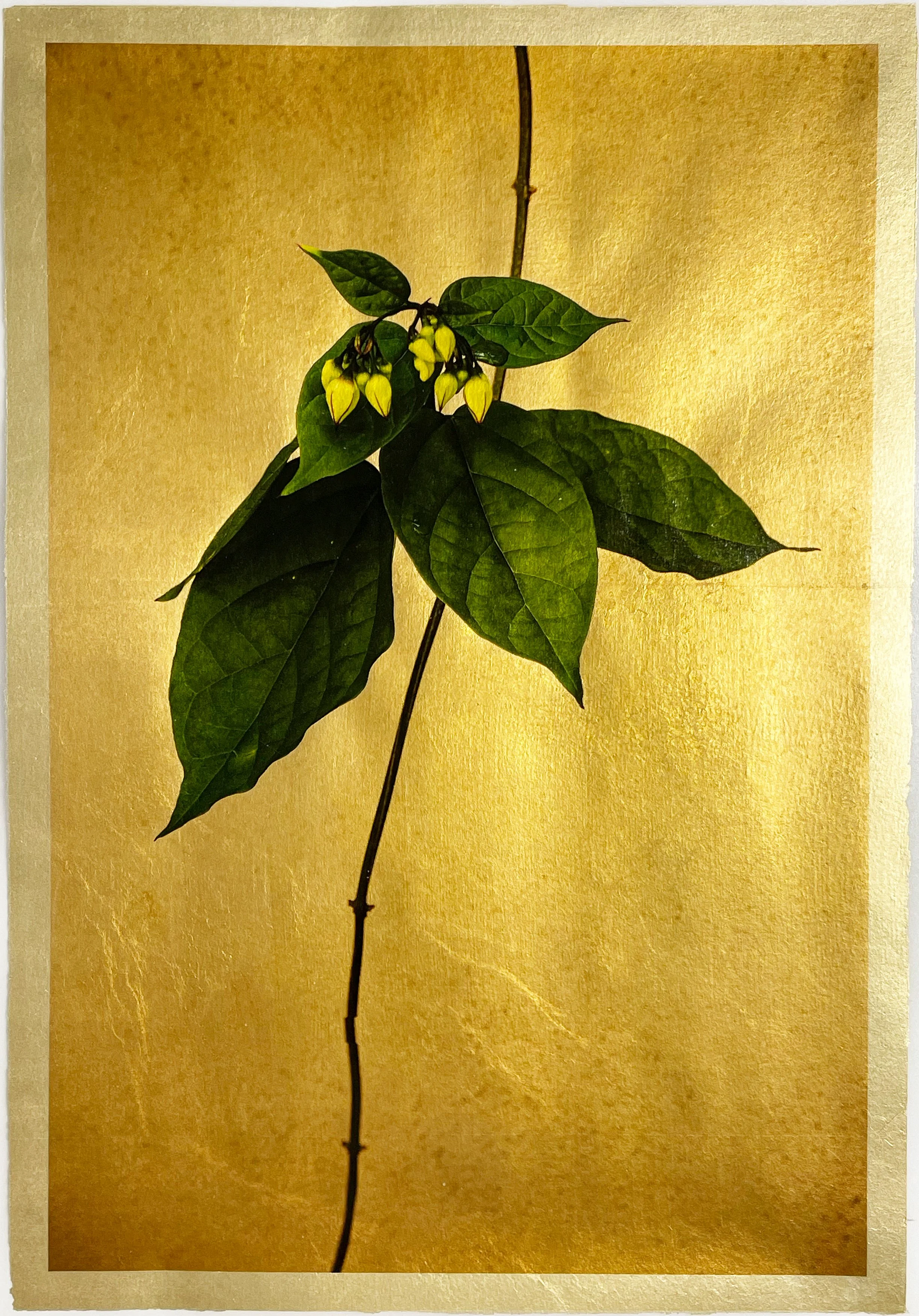 Gold gilded vine with leaves photographed by George Cannon