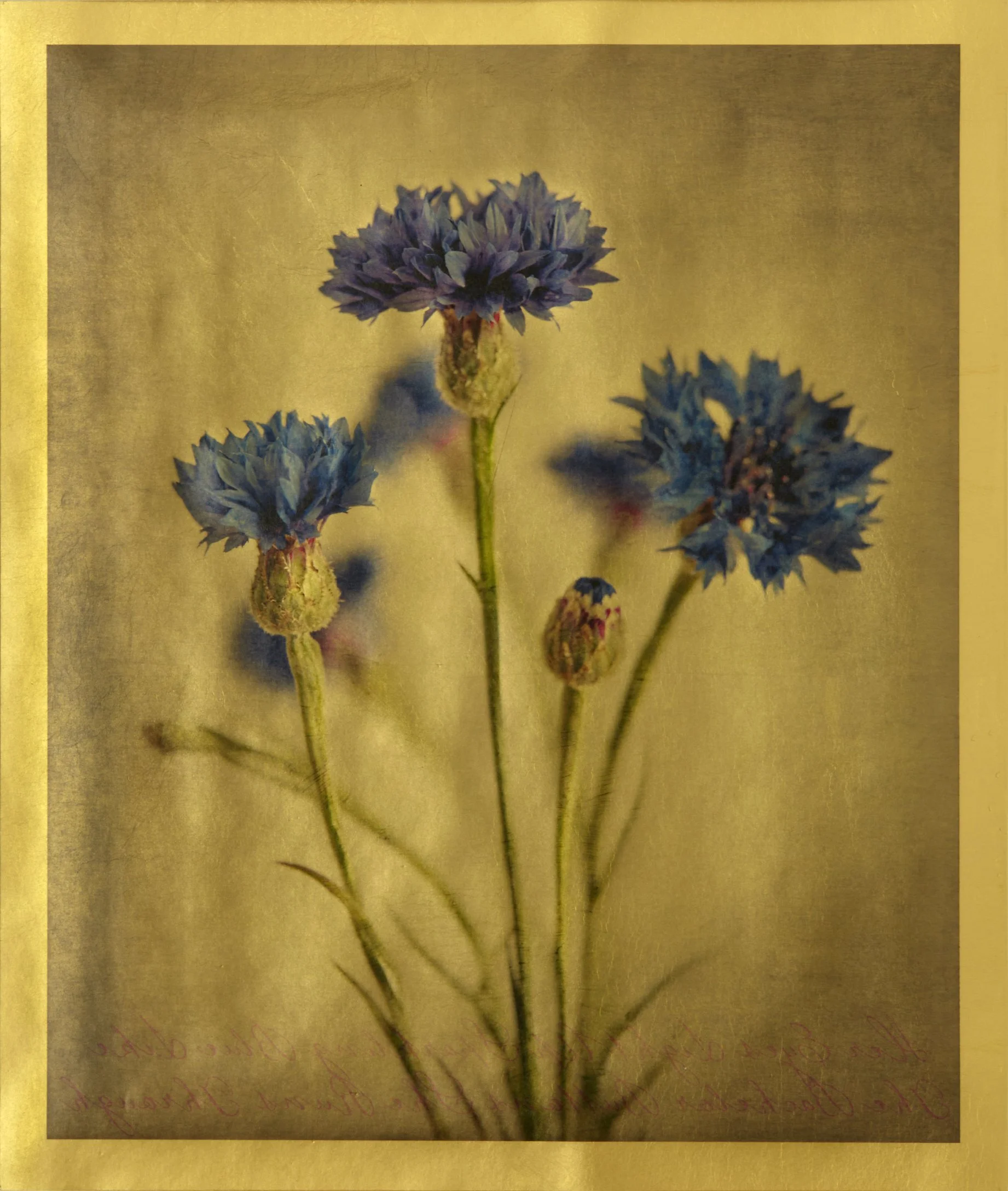 Bachelor Buttons — Gilded Vellum Print