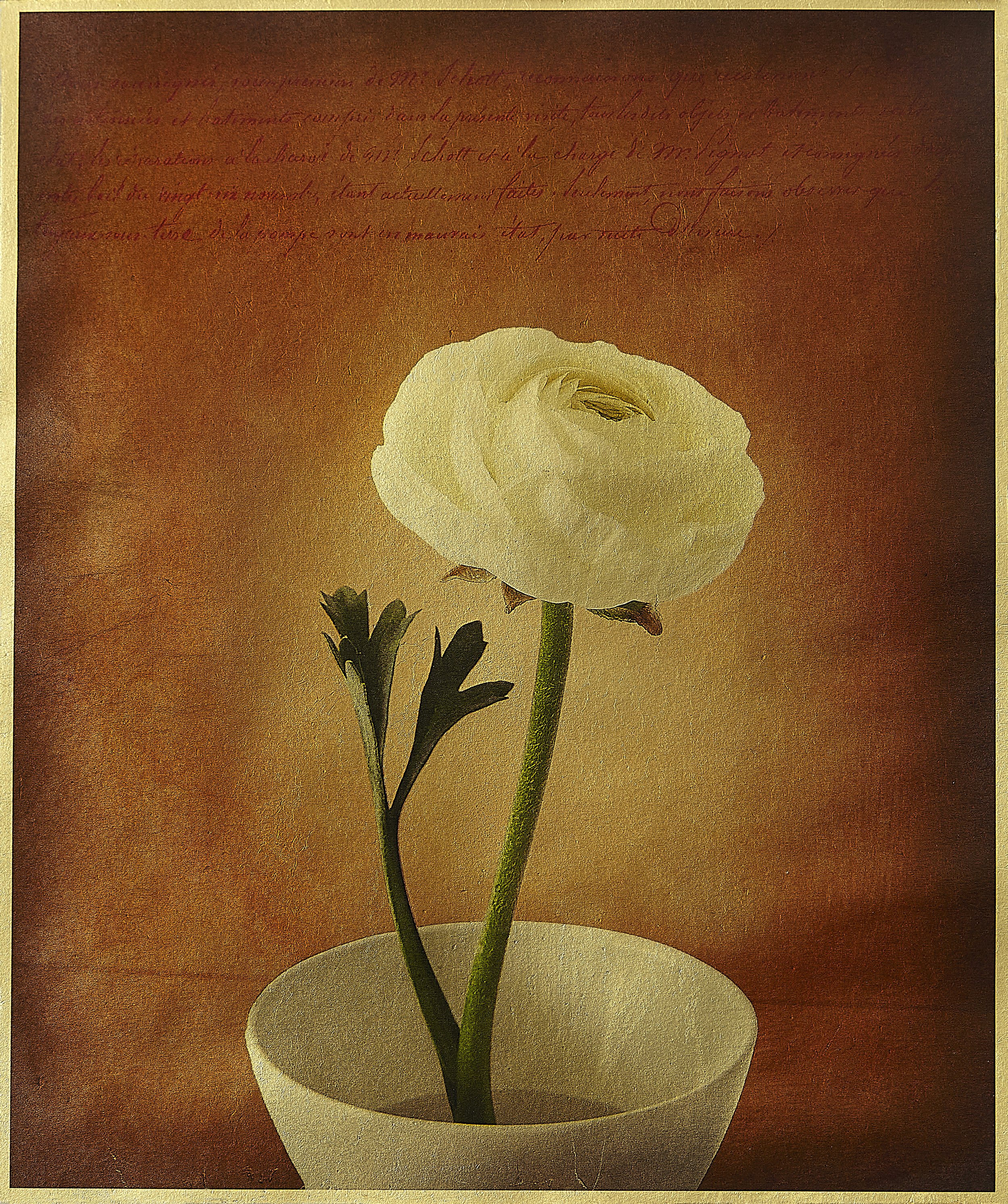 luminous ranunculus.jpg