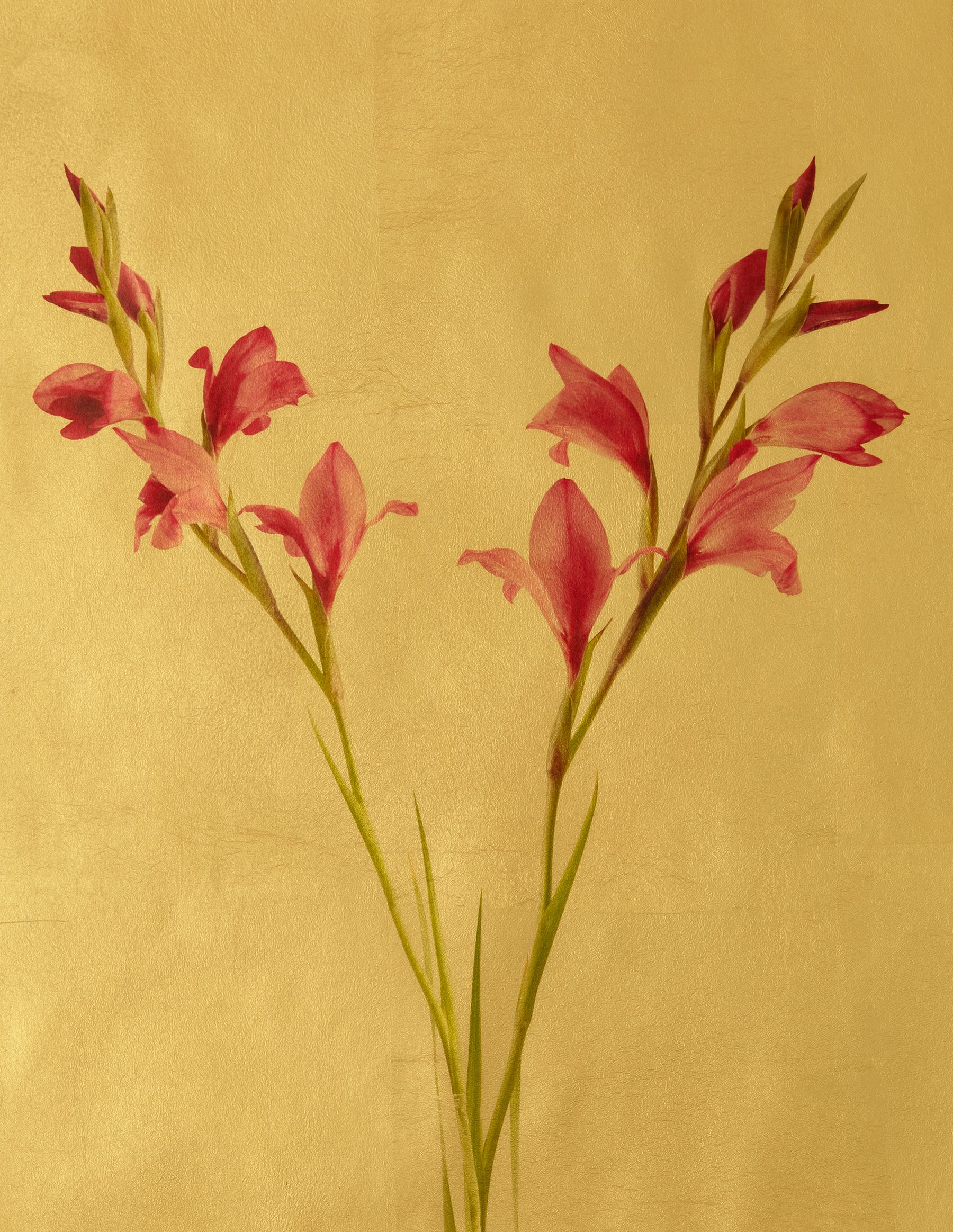 Lush — Gilded Vellum Print