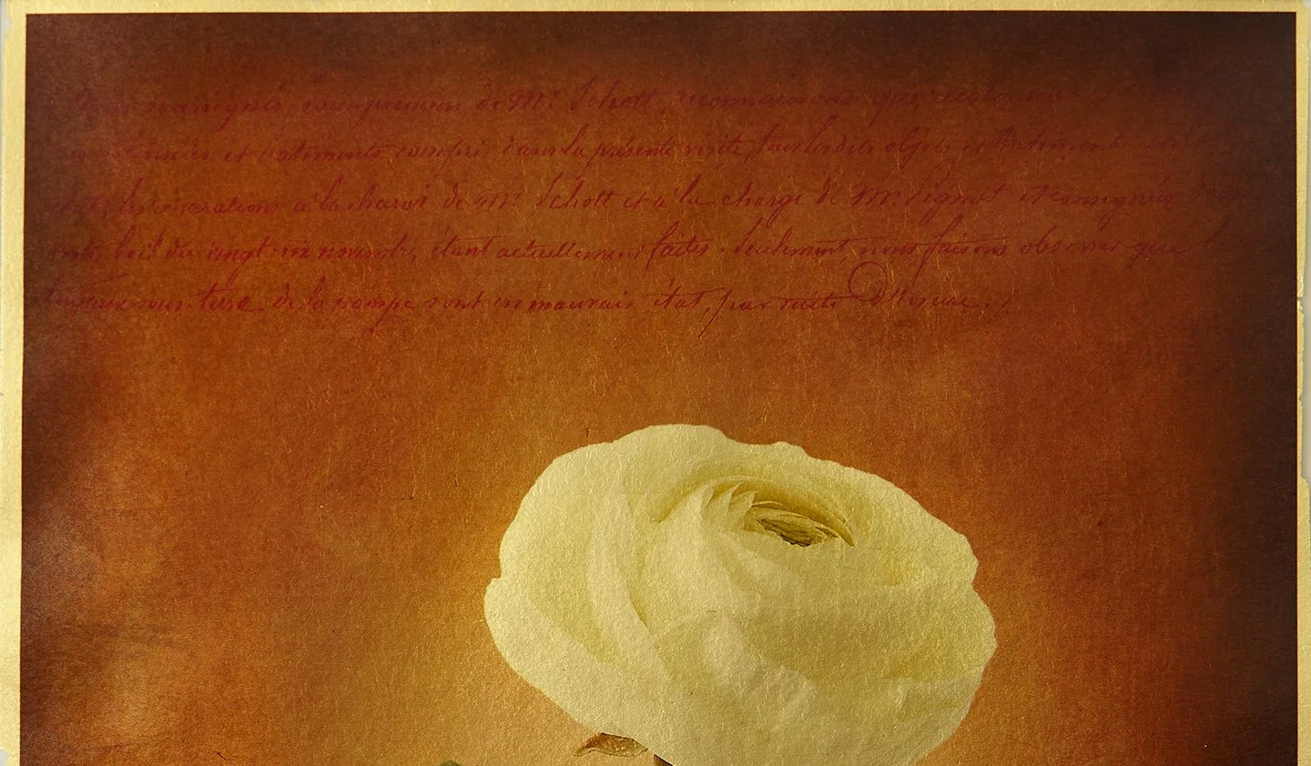 Detail of decorative olde French script at the top of White Ranunculus, a gilded vellum print by Kevin Black