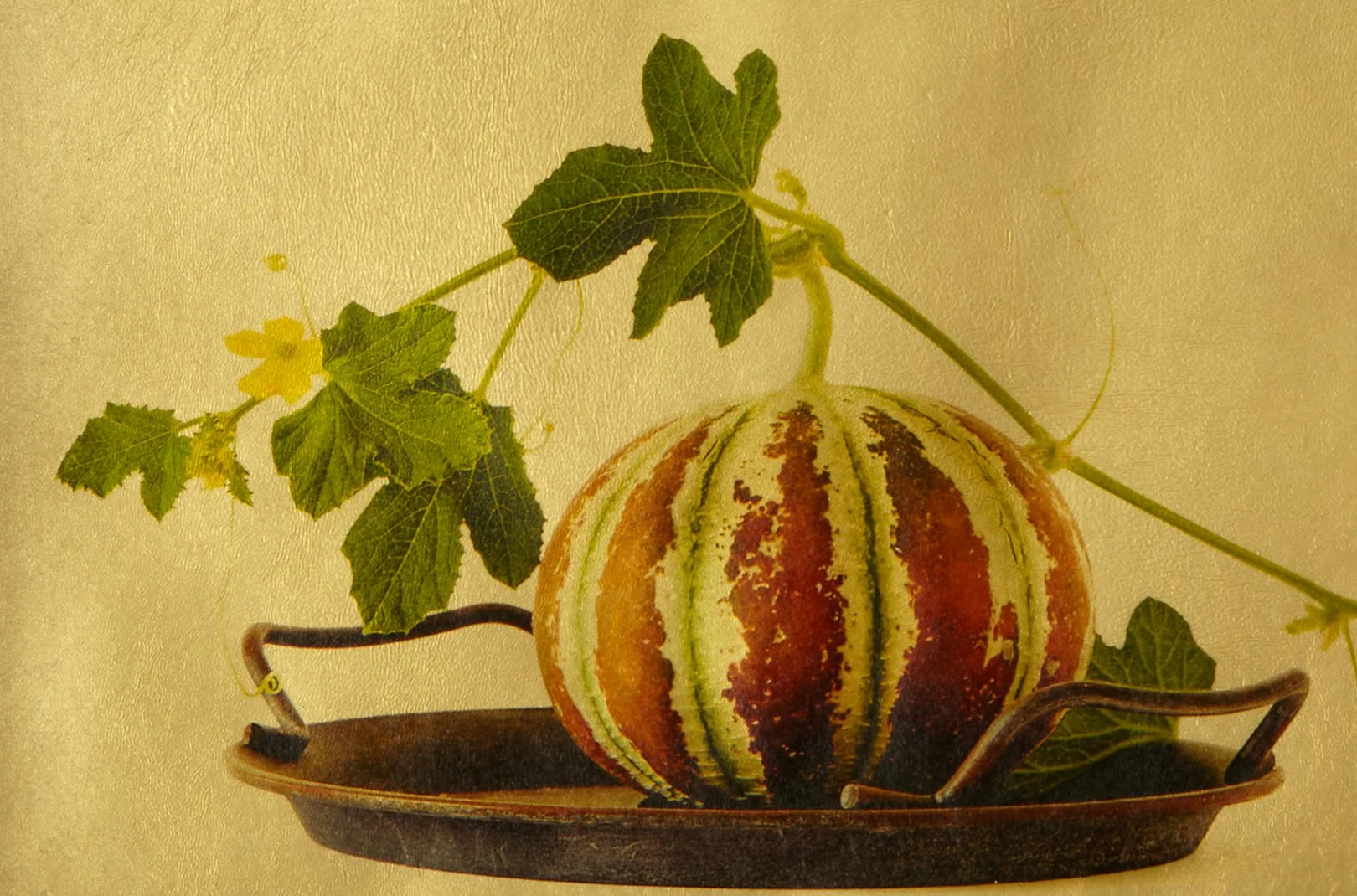Detail of delicate tendrils and yellow blossom on Kijari Melon, a gilded vellum print by Kevin Black