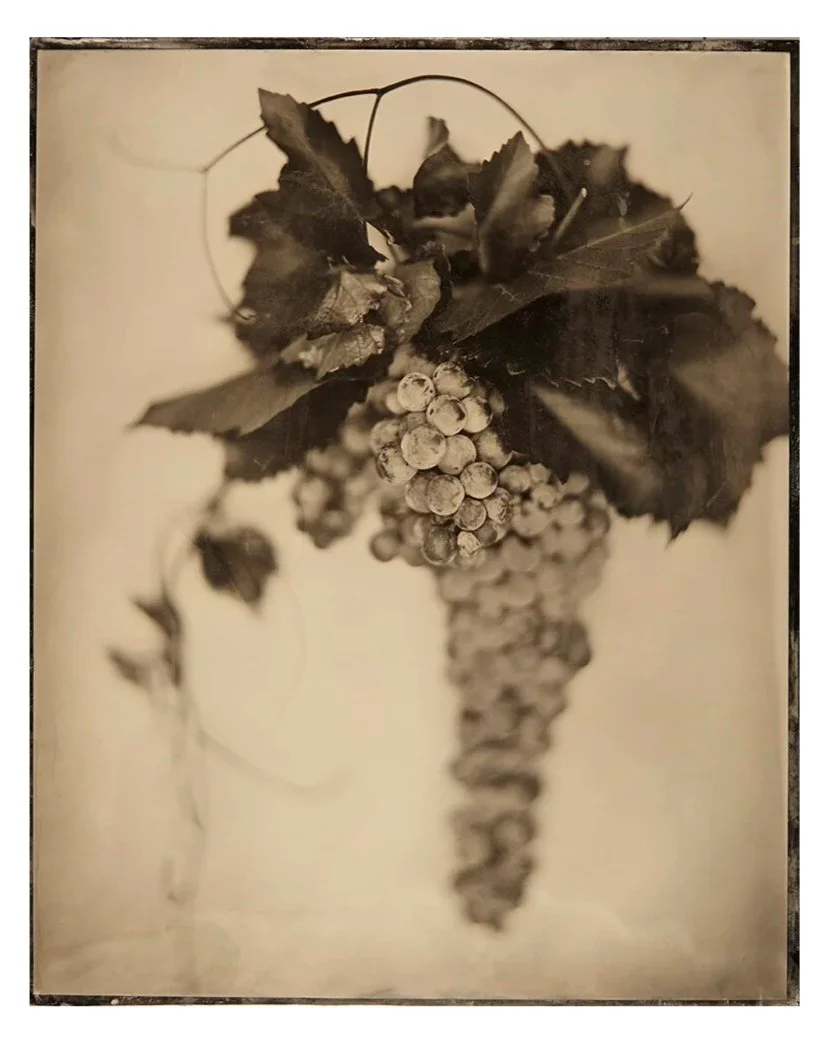 Black and white photograph of a bunch of grapes with grape leaves on a light background.