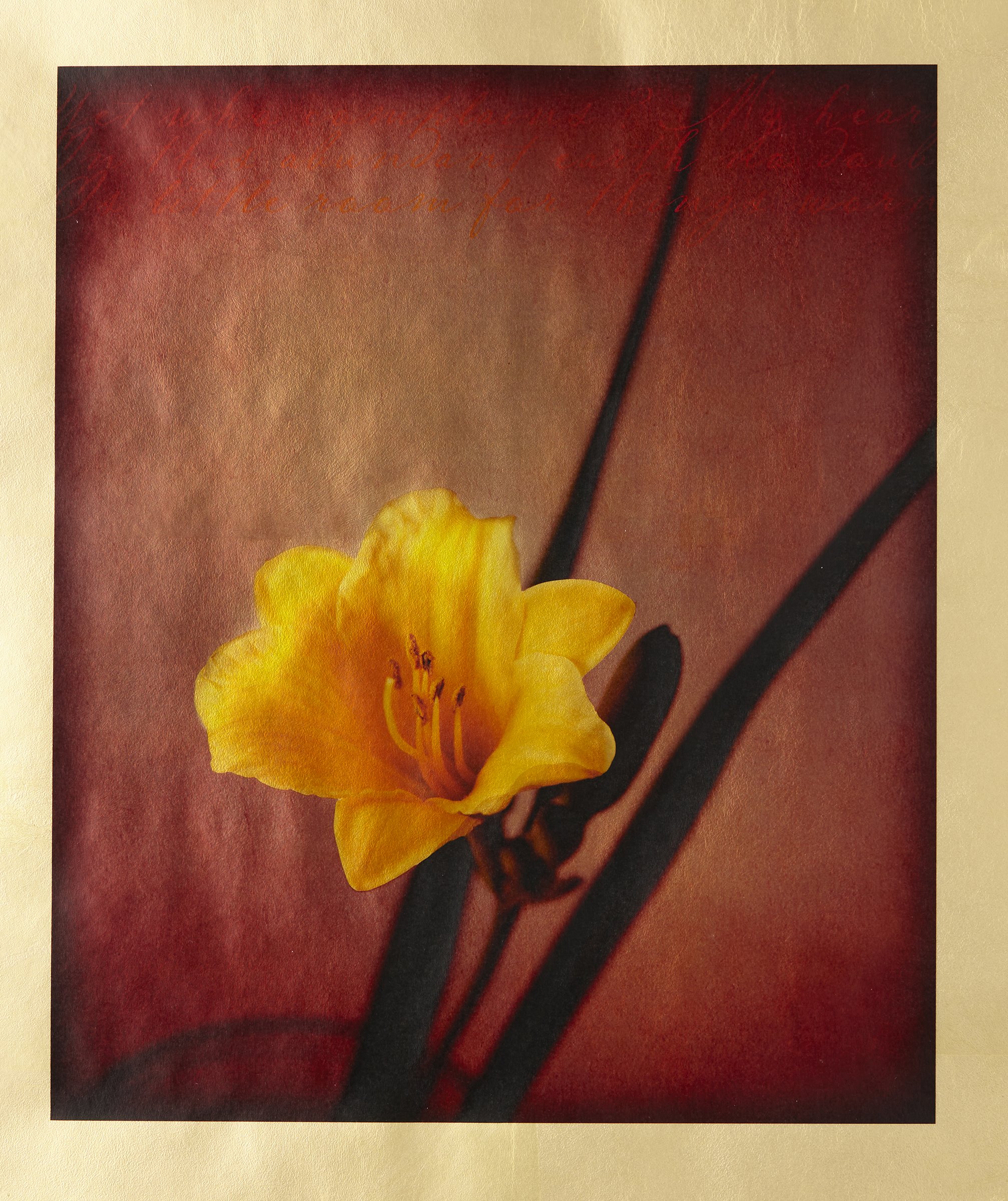 Luminous Daylily.jpg