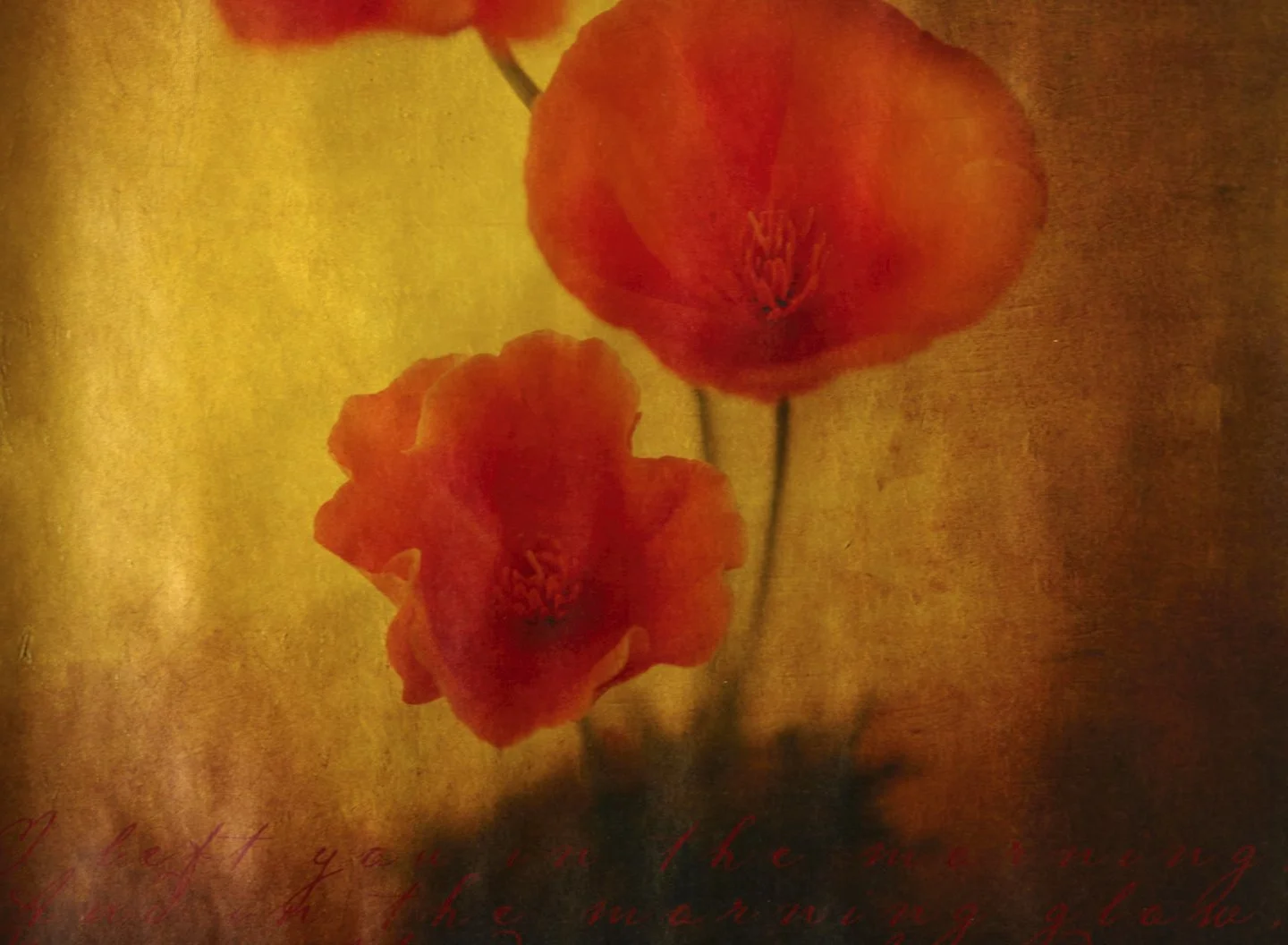 etail of red script from an old botanical manuscript in California Poppies, a gilded vellum print by Kevin Black