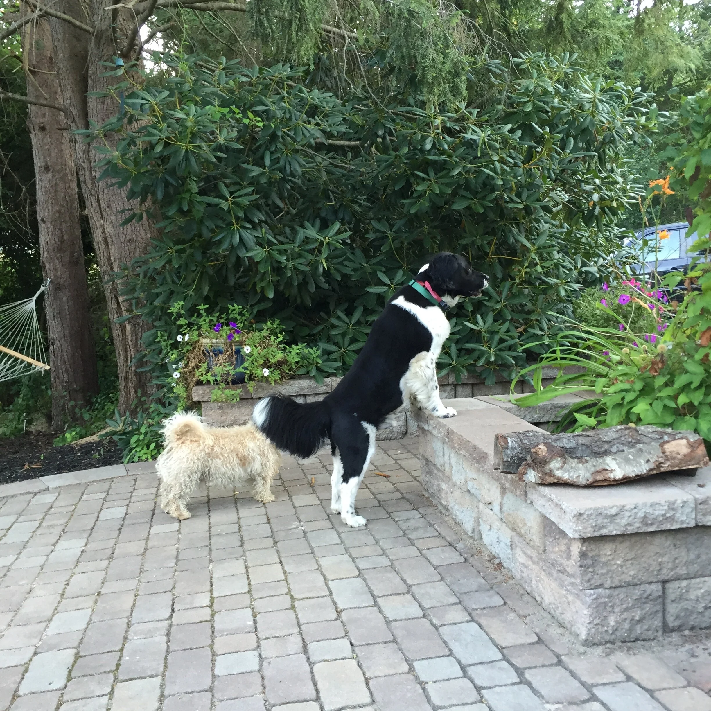 IMG_2777.jpeg