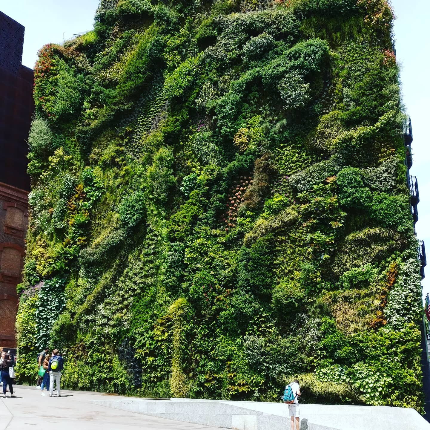 The #caixaforum in #madridspain has a #verticalgarden on one of its exterior walls. Vertical gardens help increase greenspace while reducing the #heatislandeffect in cities. In order to save on weight on the wall assemblies, some vertical gardens red