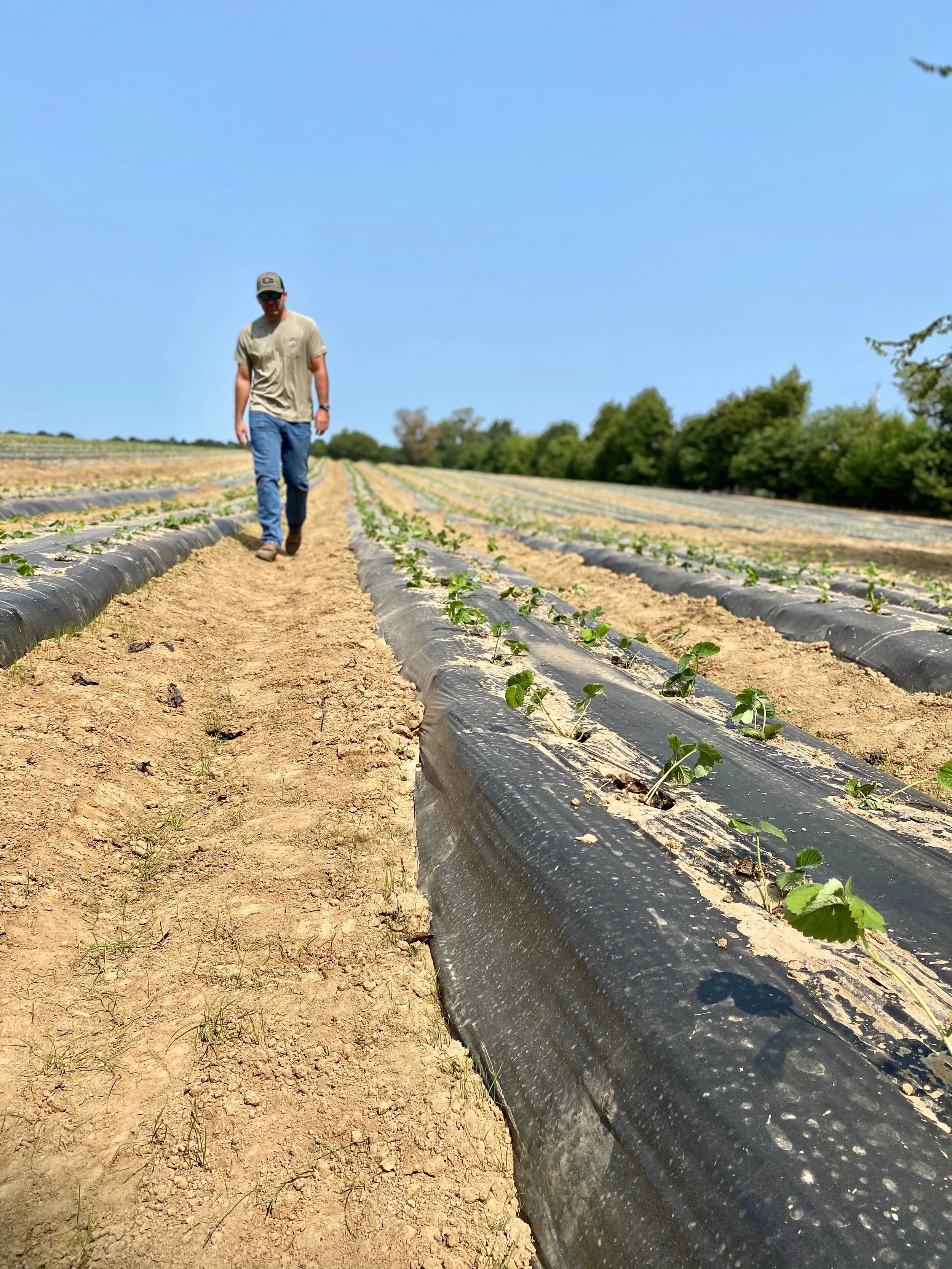 Strawberry Planting Season