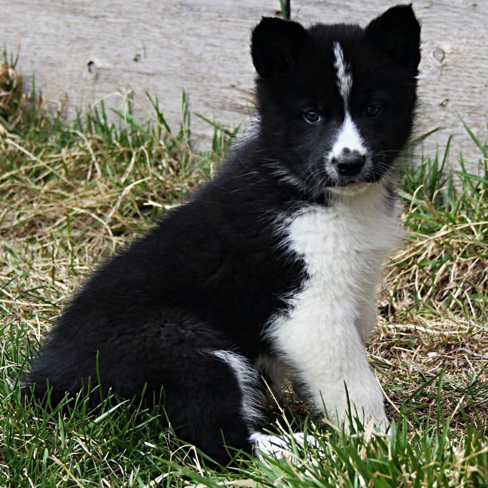 Everyone, we would like you to meet our new friend, Yogi! This little angel will actually become the guardian of our resort, protecting us from wandering bears and other large animals.

For now, however, we are mostly focused on the very important ta