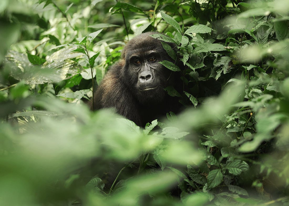 Uganda