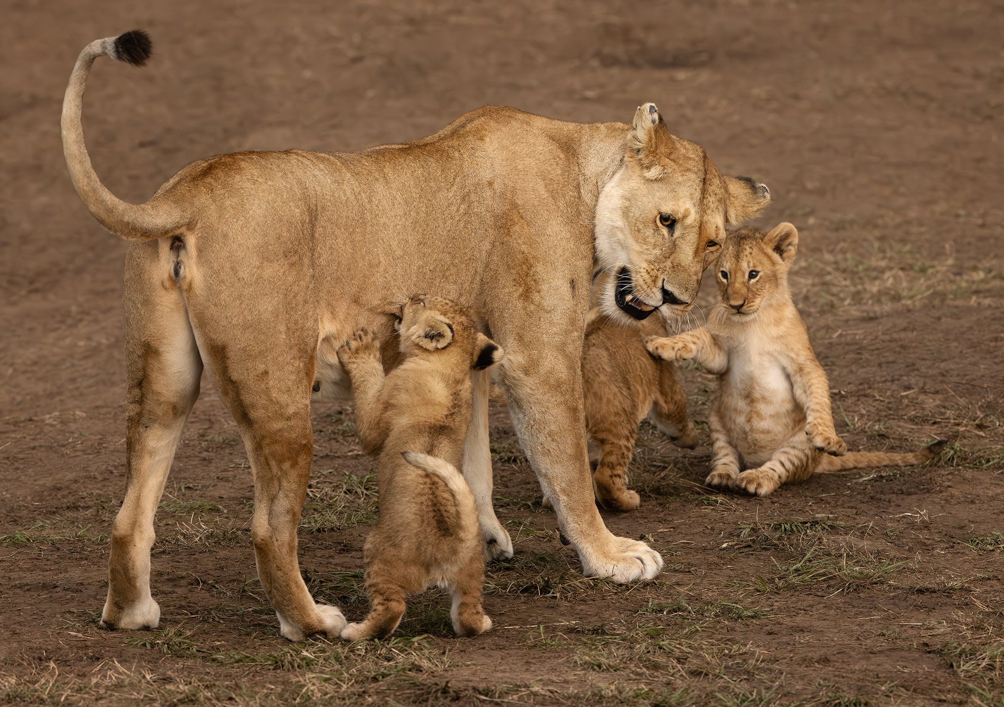 0G8A5724-lions-cubs.jpg