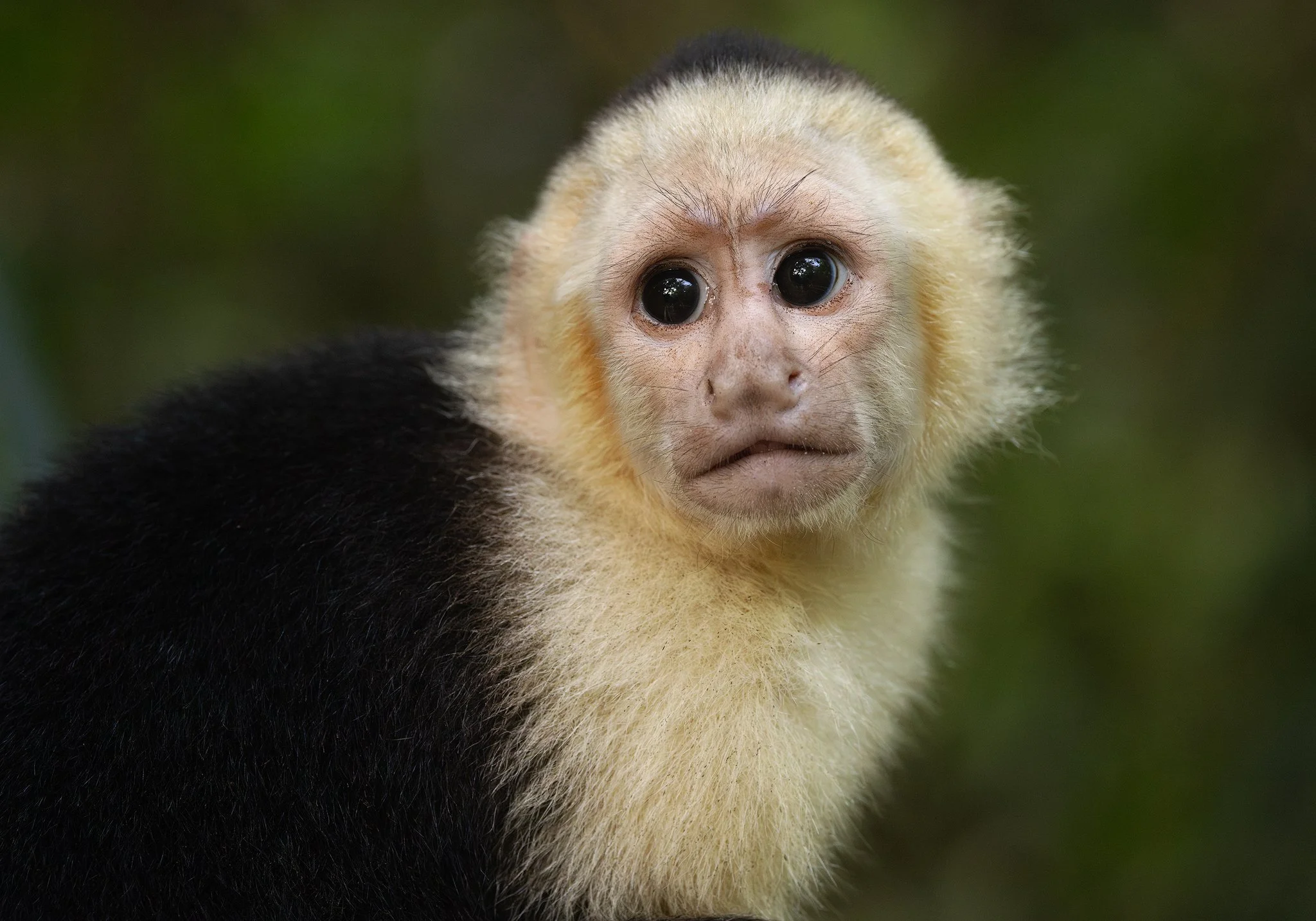 0G8A0445-capuchin-monkey.jpg