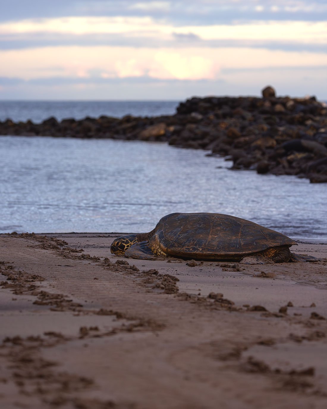 Turtle-4x5.jpg