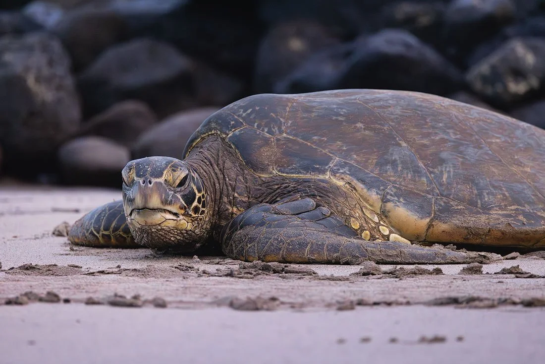 Turtle-3.jpg