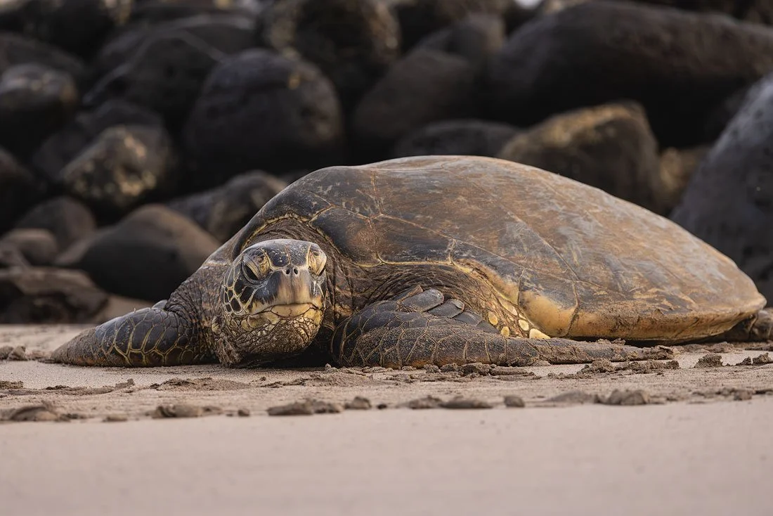 Turtle-1.jpg