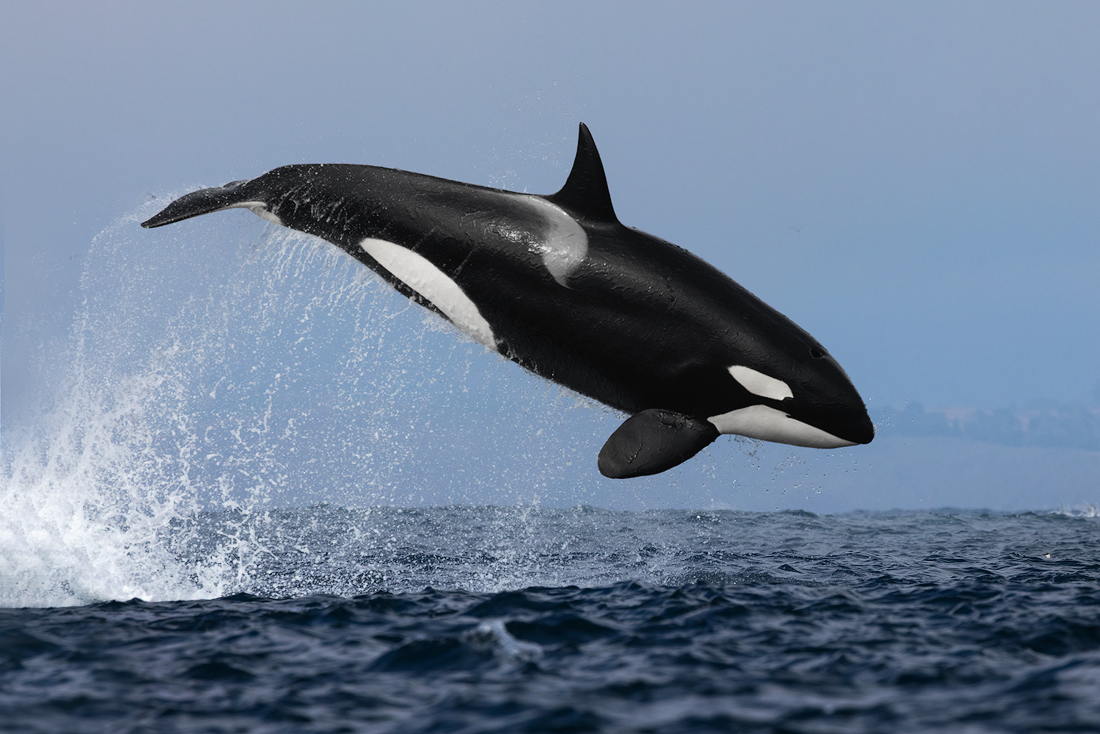 Orca-1.png