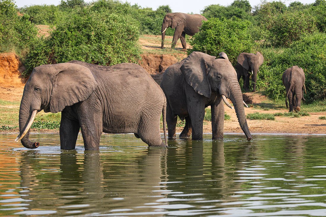 elephants.jpg
