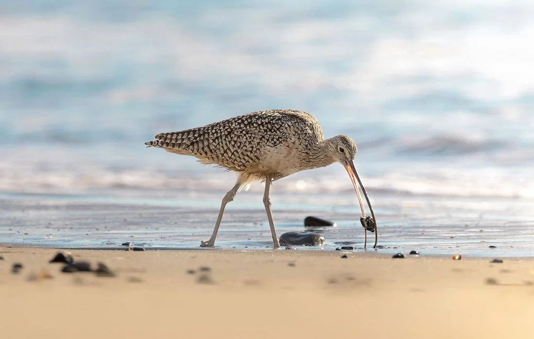 Curlew_1-copy.jpg