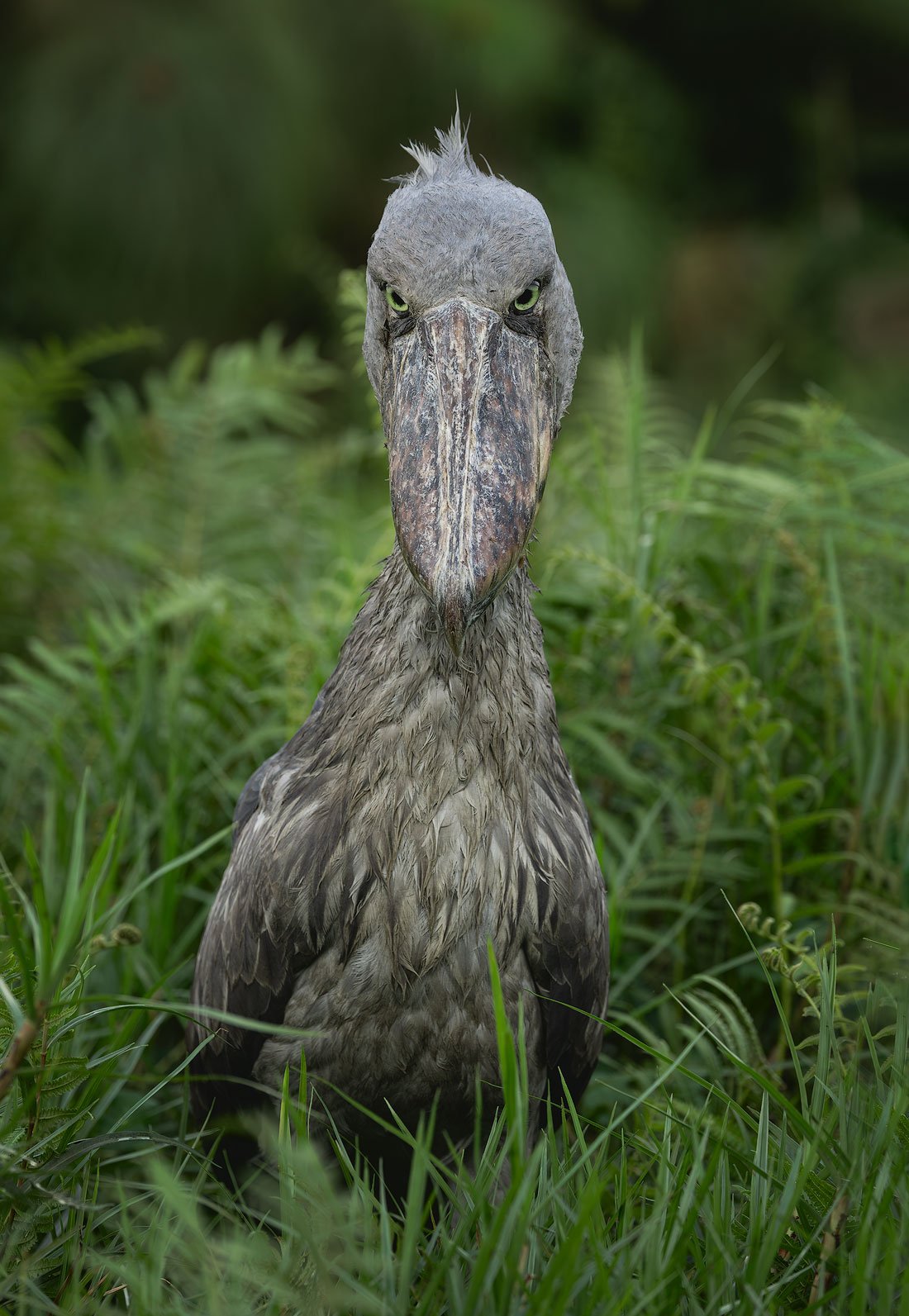 Shoebill-1.jpg