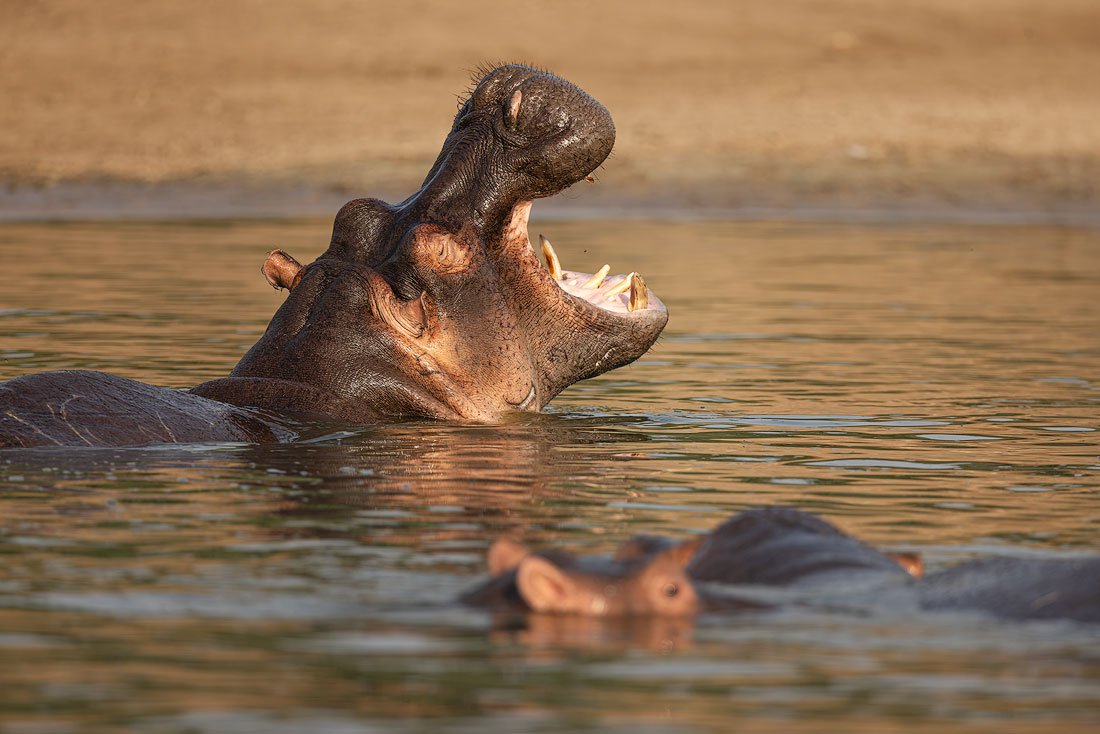 Hippo-1.jpg