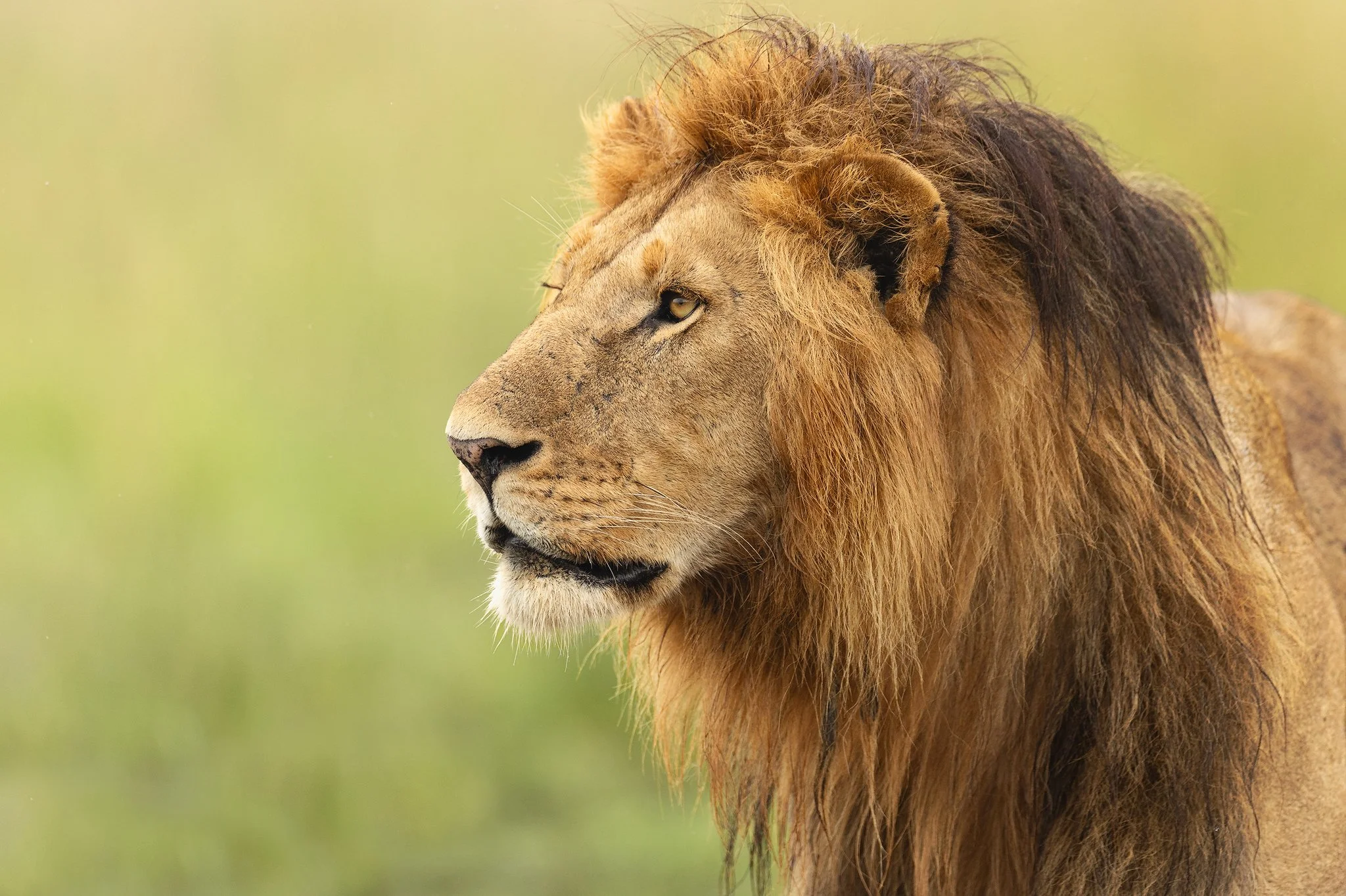 1G5A7979-lion-closeup.jpg