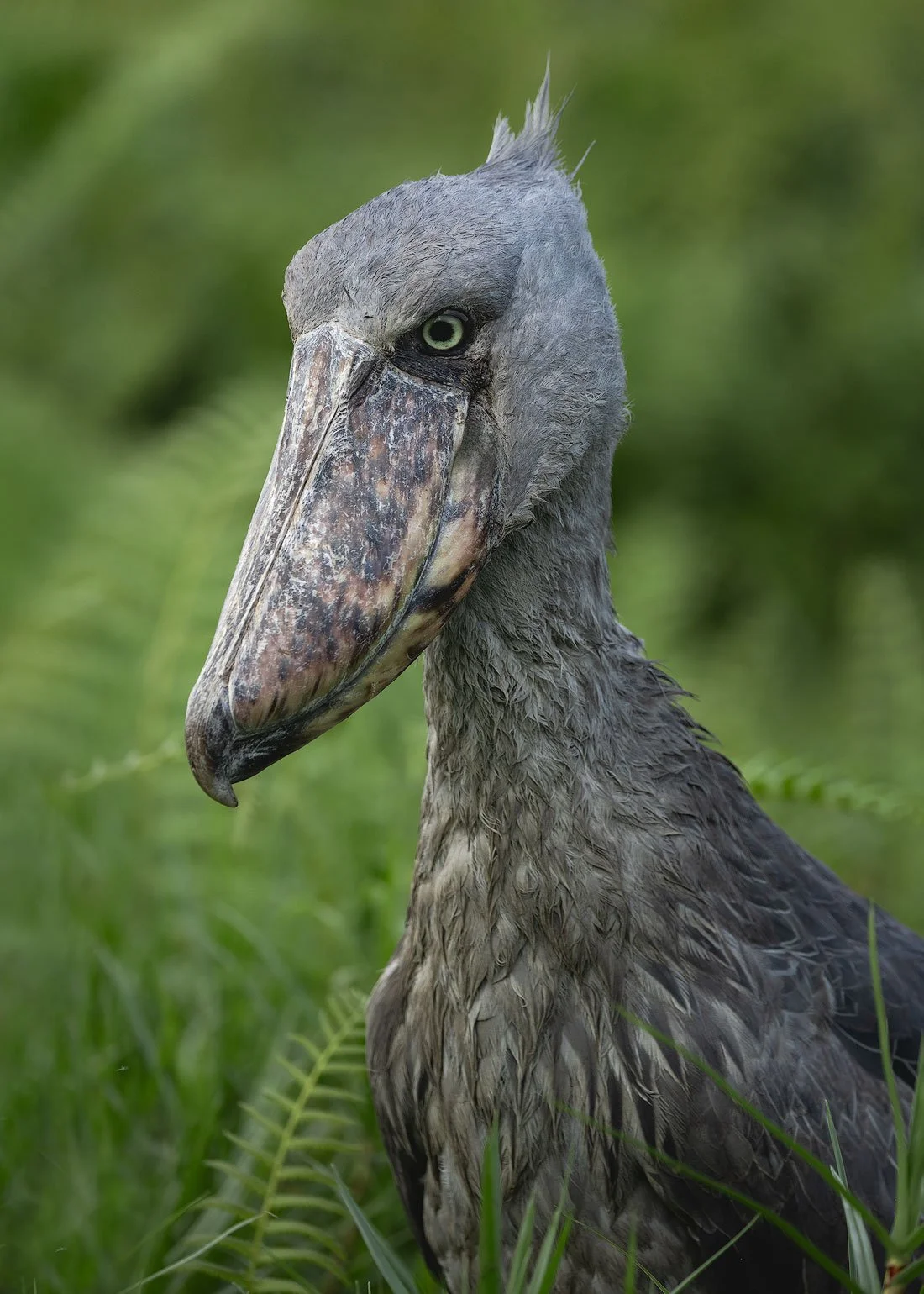 Shoebill-2.jpg