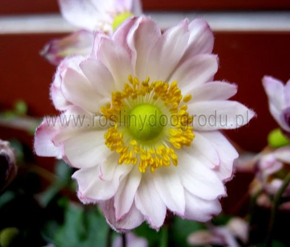 Anemone -  Zawilec Pretty Lady Emily